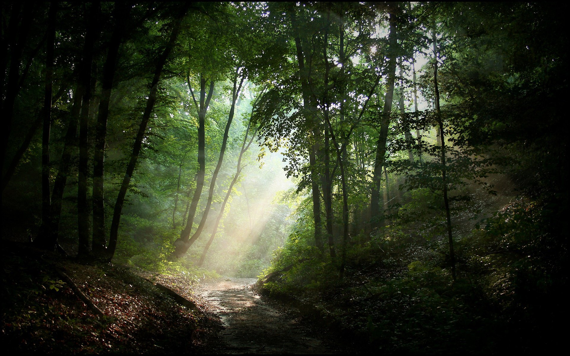 nature forêt route lumière