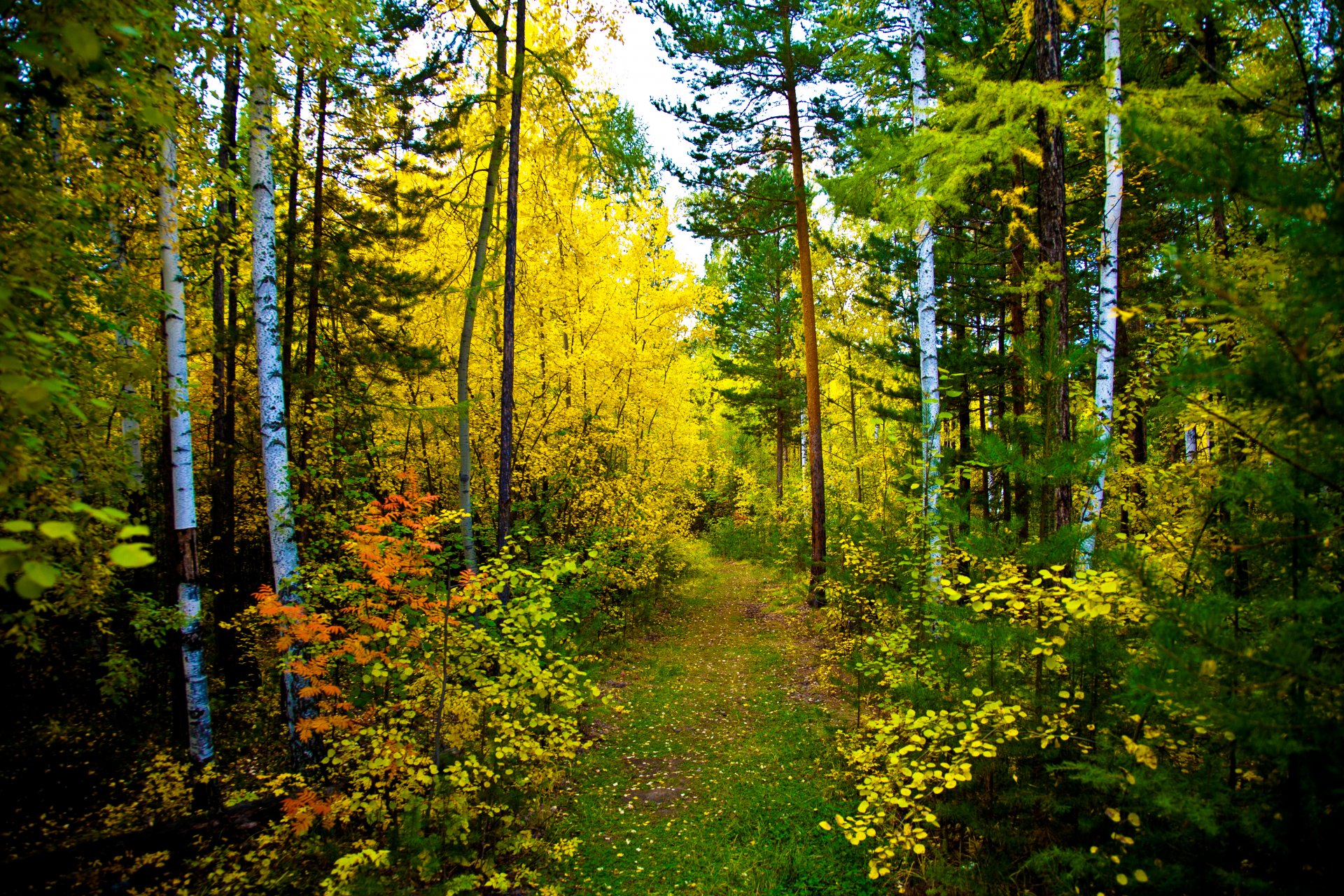 nature forêt automne sentier