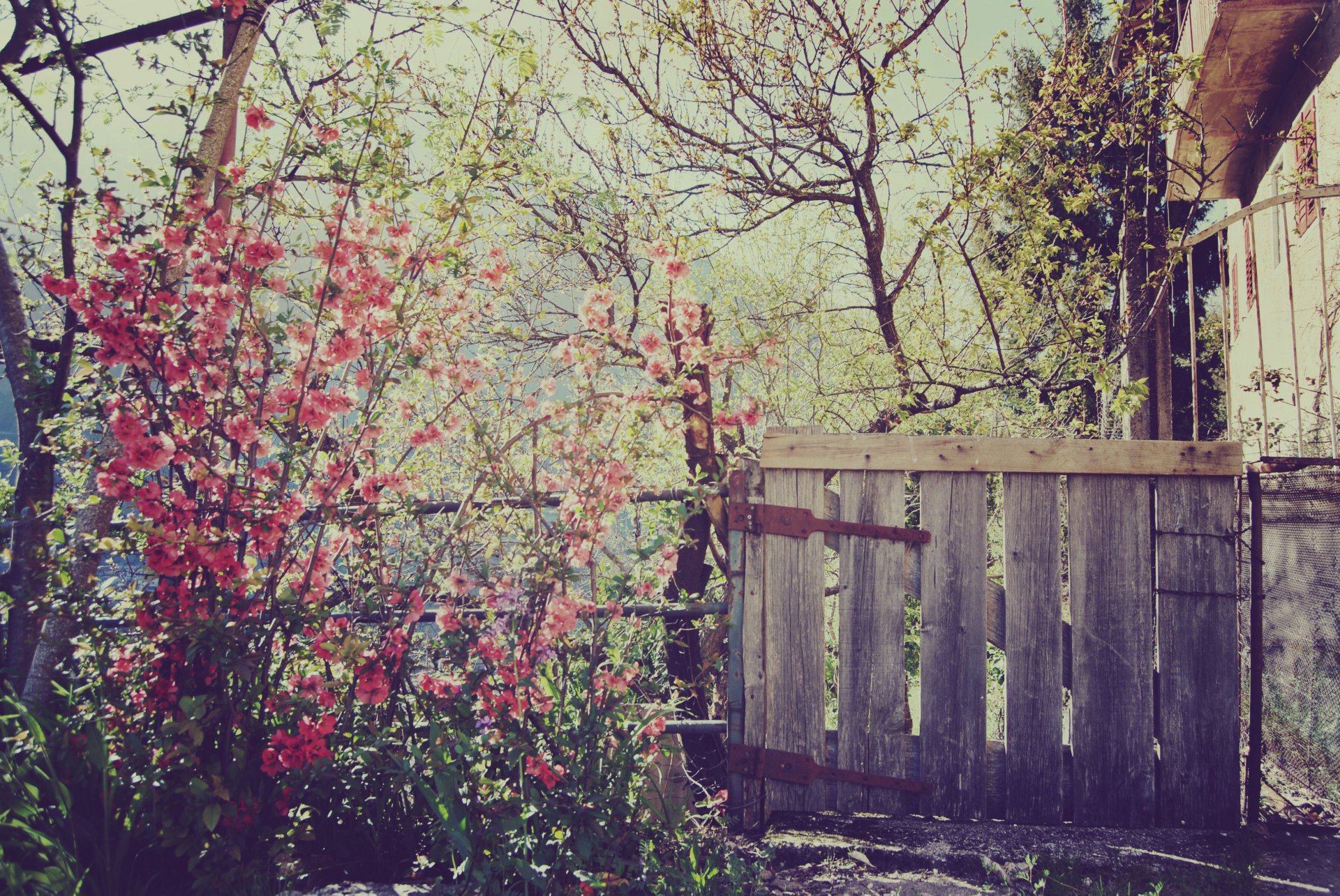 natur haus zaun tor frühling blumen