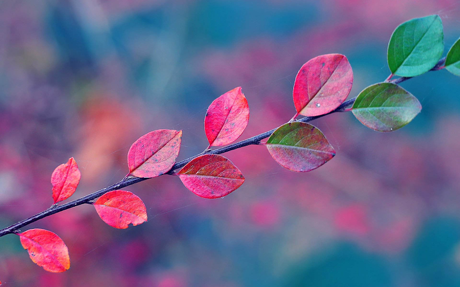 herbst zweig blätter spinnennetz