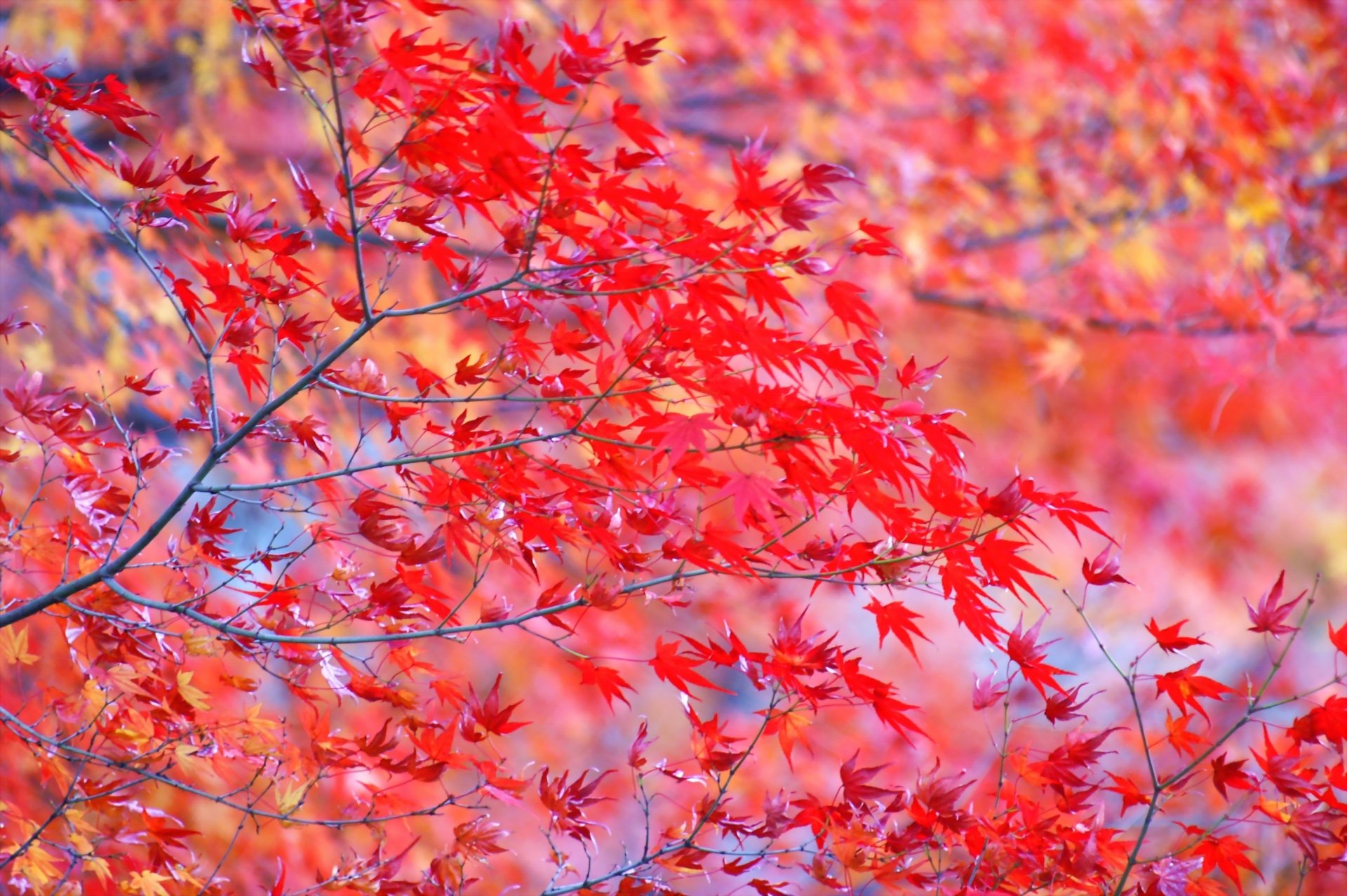 herbst baum zweige rot hell blätter