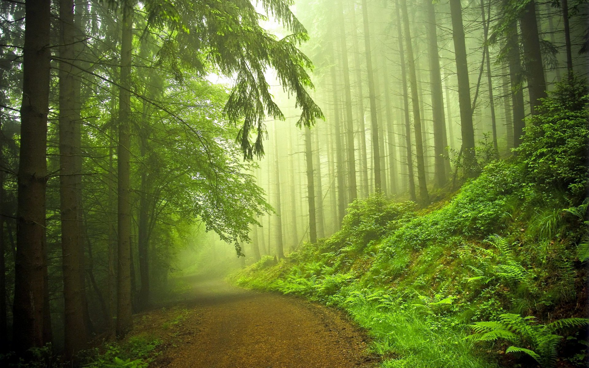 forest road nature