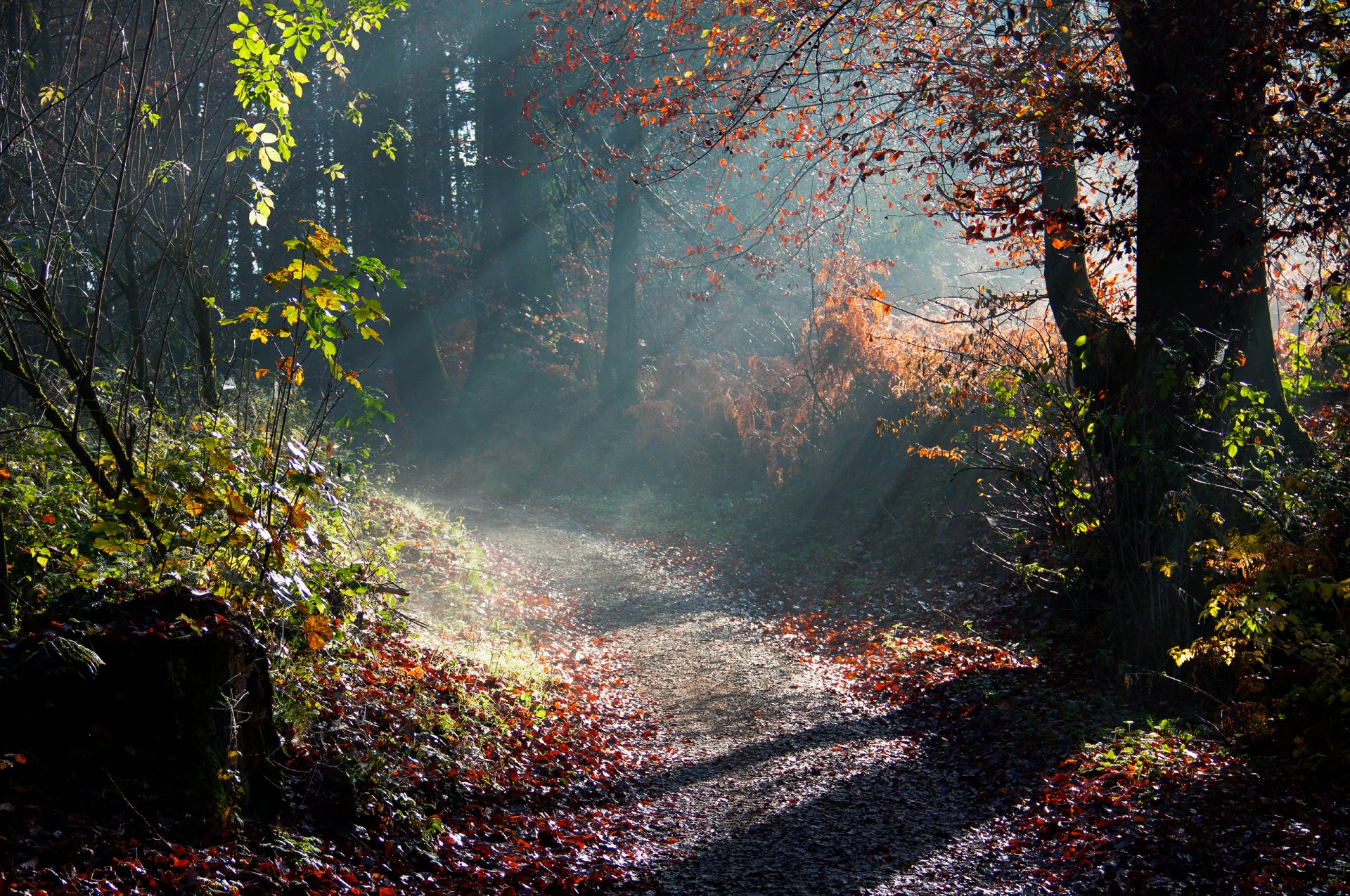 nature autumn tree morning light ray