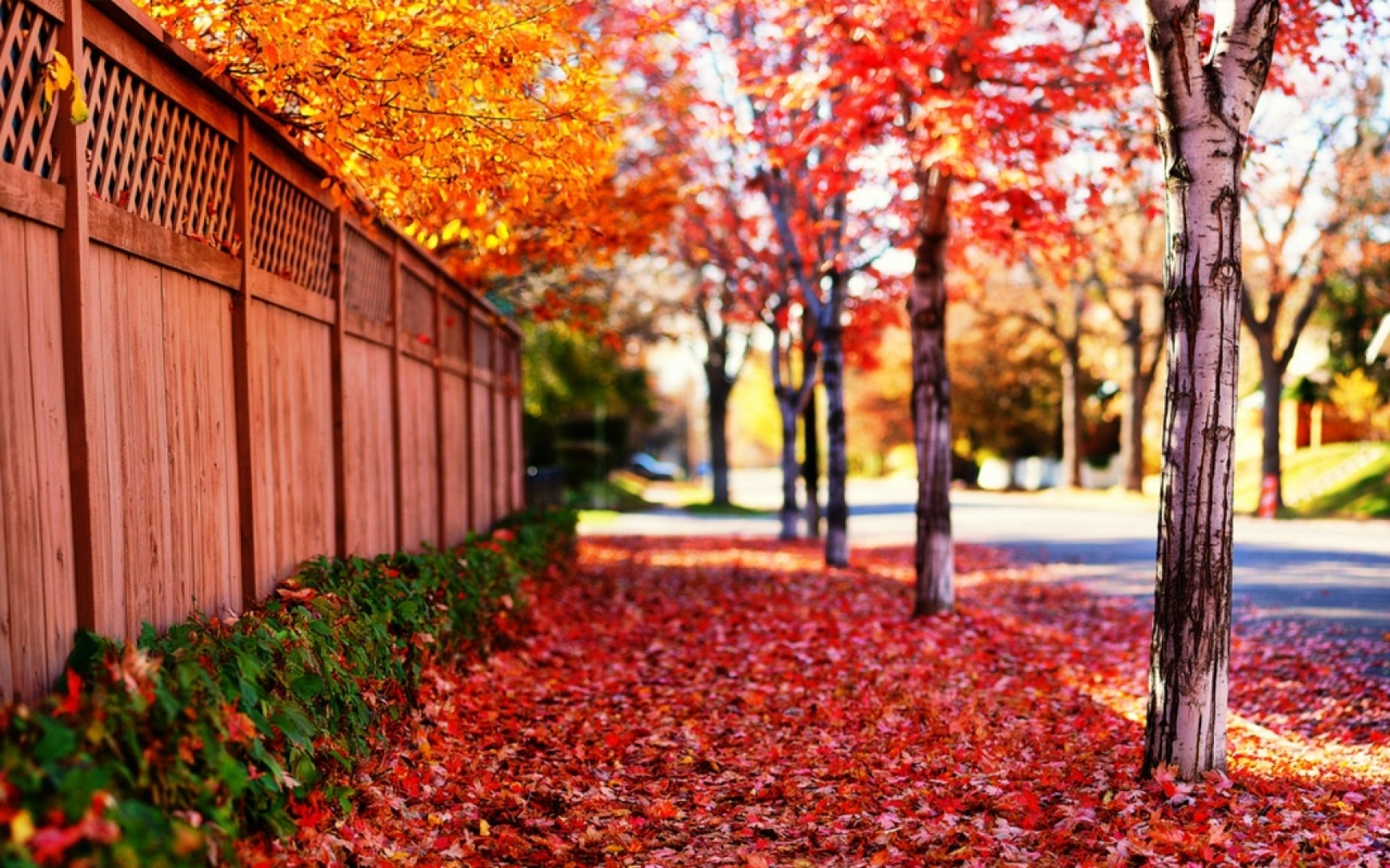 nature landscape spring trees tree leaves leaf fall flowers road sun fence sun rays season beauty background desktop wallpaper 1920 1200