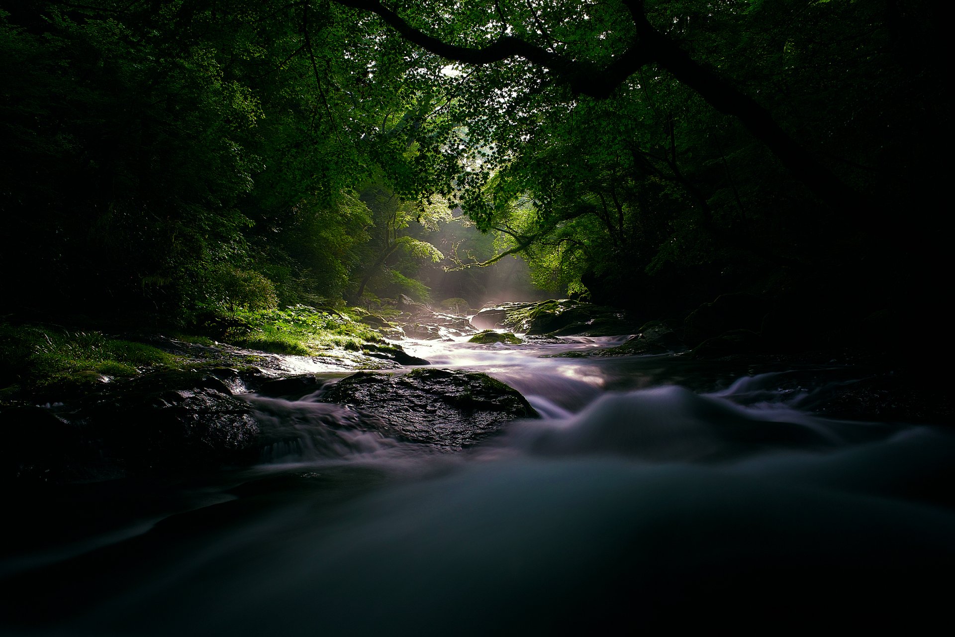 natura fiume foresta oscurità luce