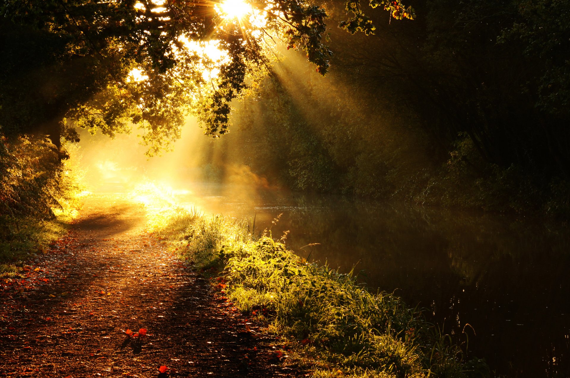 naturaleza río camino árboles ramas luz rayos