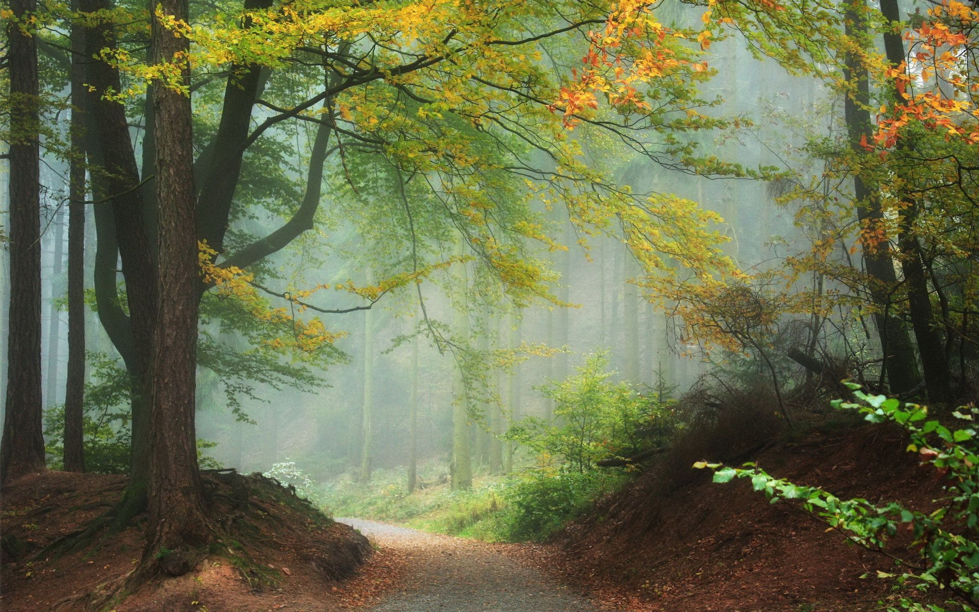 forêt arbres nature