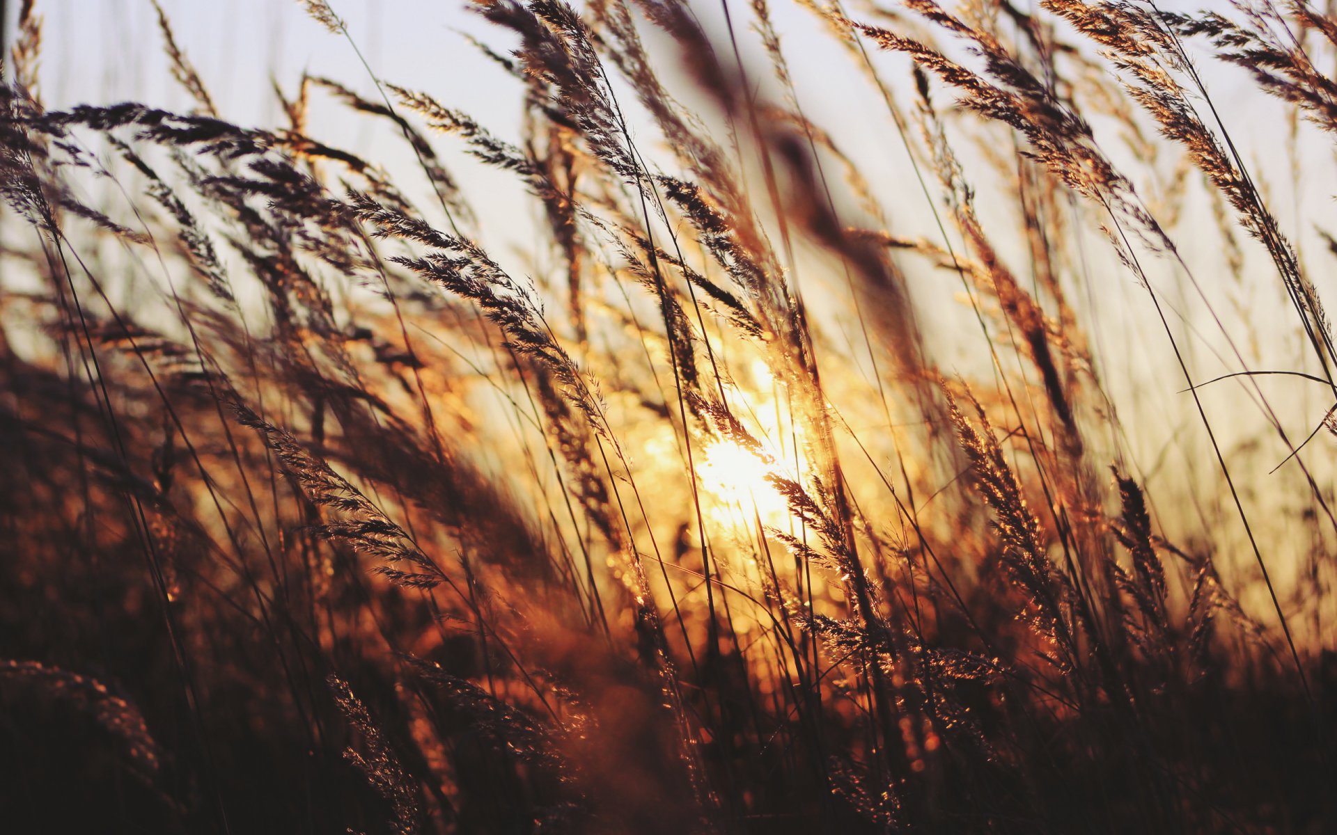 sonnenuntergang gras sonne