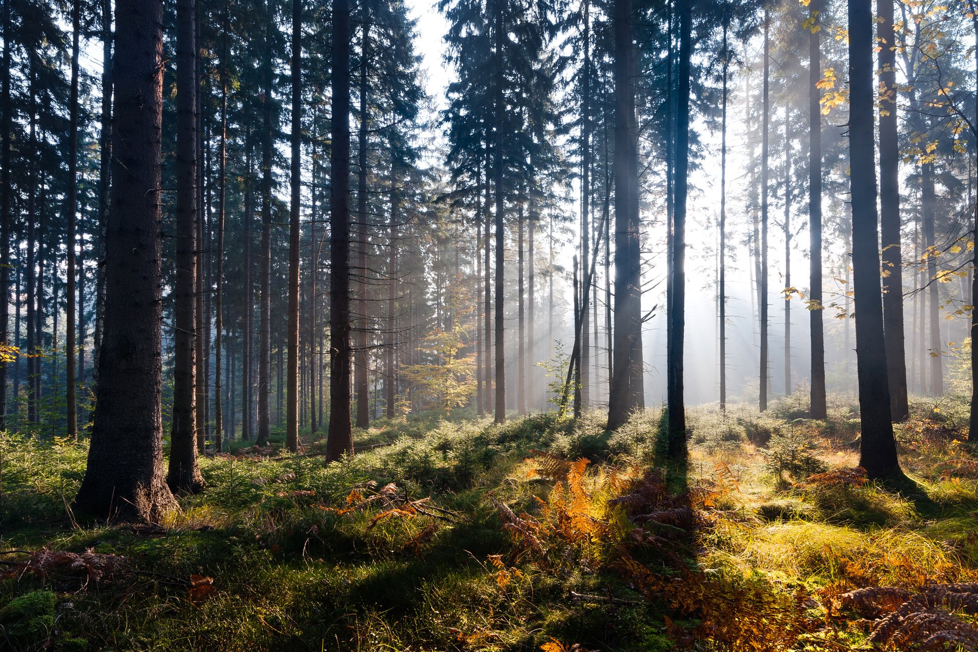 natura las jesień światło