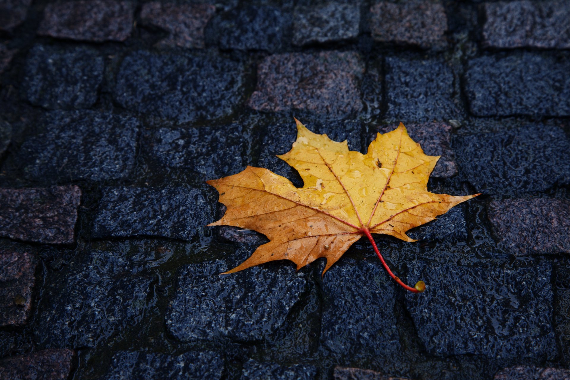 autunno giallo foglia si trova pavimentazione in pietra gocce di pioggia