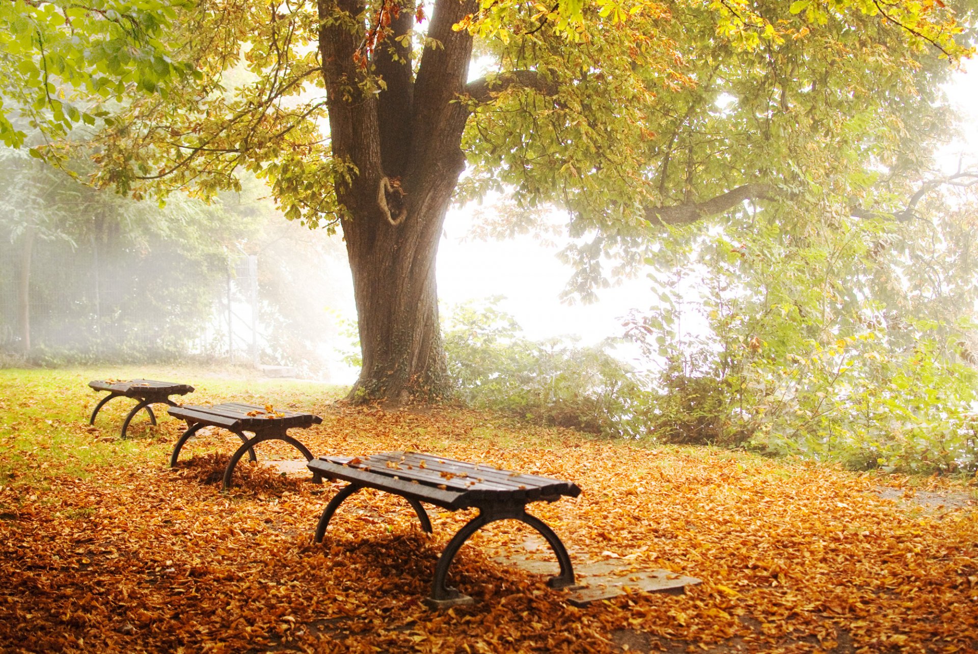 naturaleza otoño parque árbol tiendas follaje