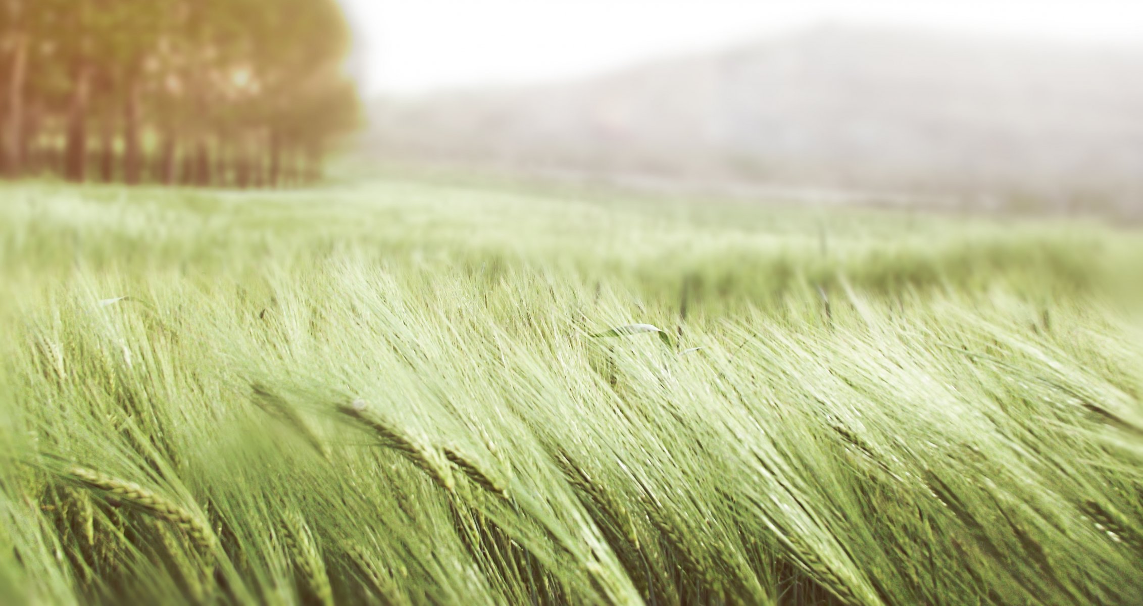 spighe grano verde erba vento campo estate natura