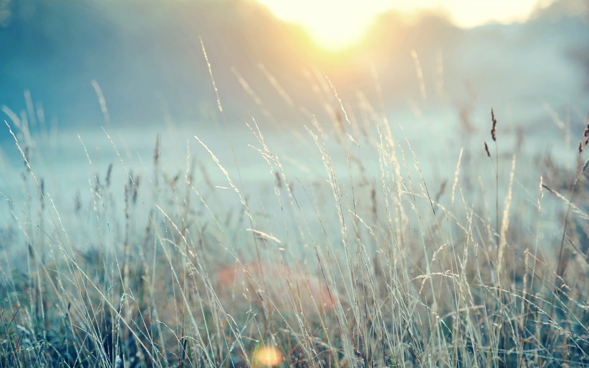 the field grass sun