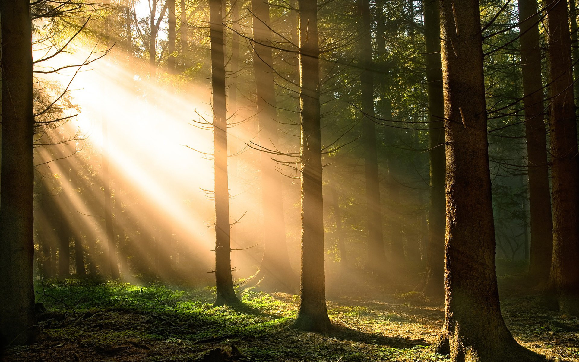 forêt arbres soleil