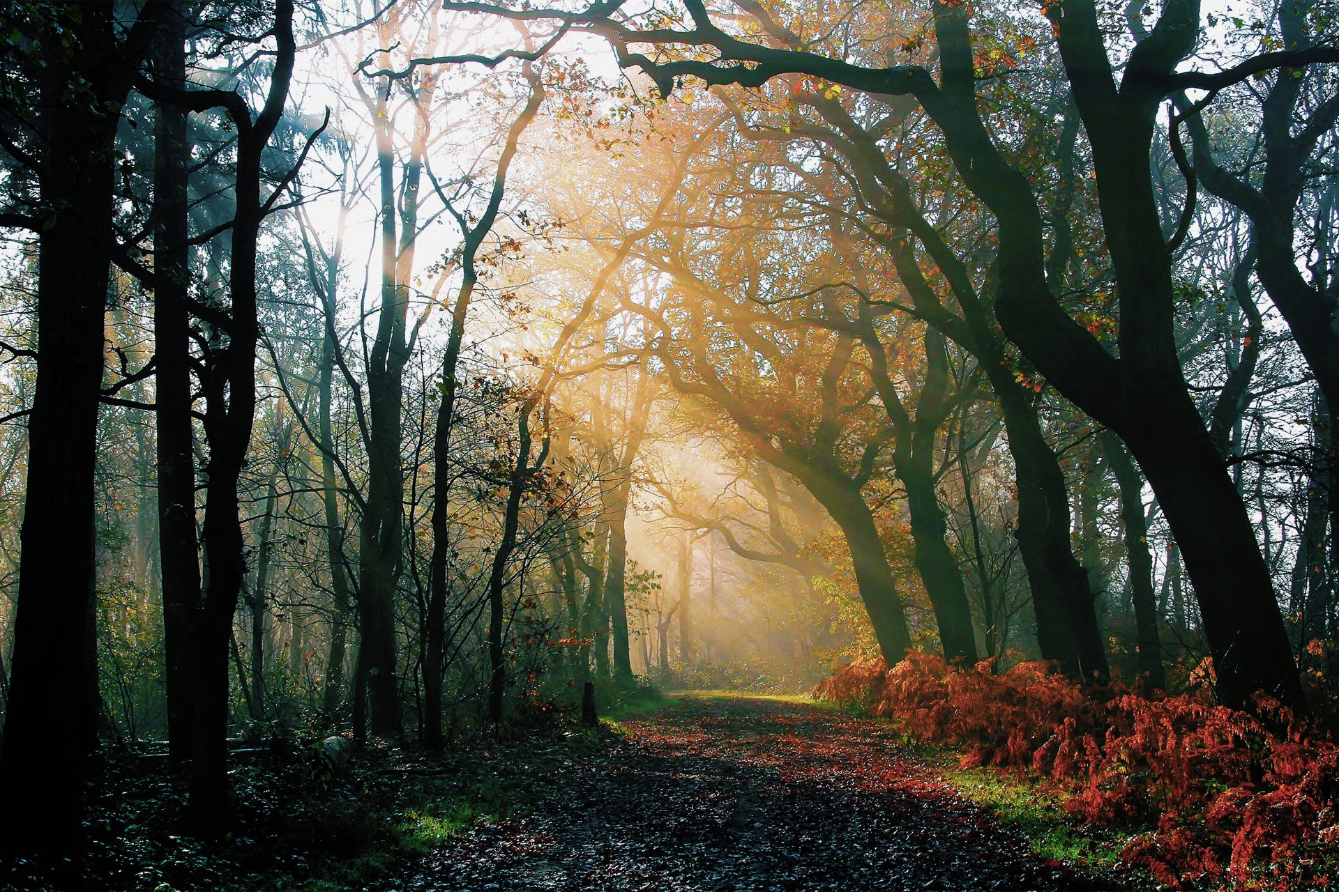 natura foresta mattina autunno dopo la pioggia strada luce raggi