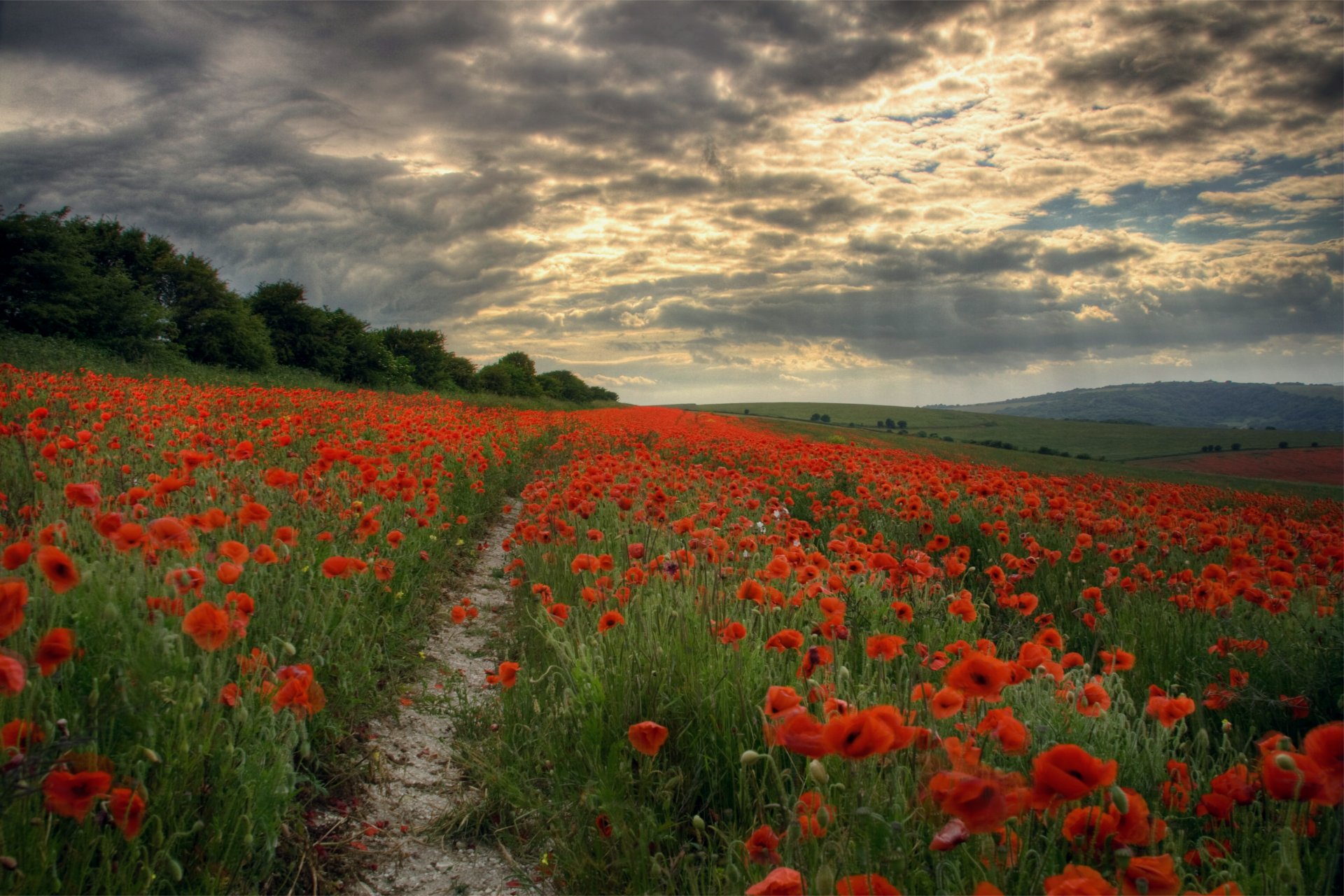 soirée champ coquelicots fleurs sentier ciel nuages lumière rayons