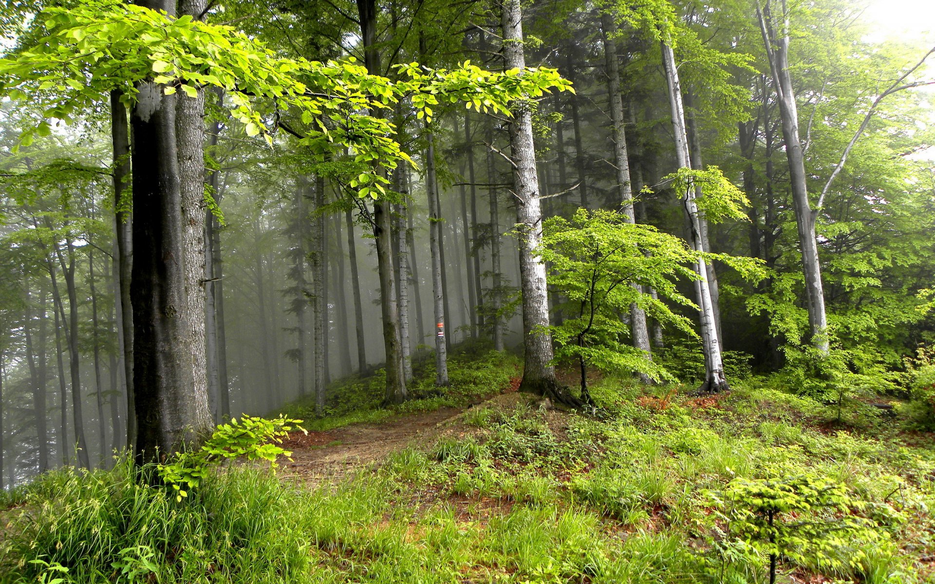 estate foresta alberi paesaggio natura