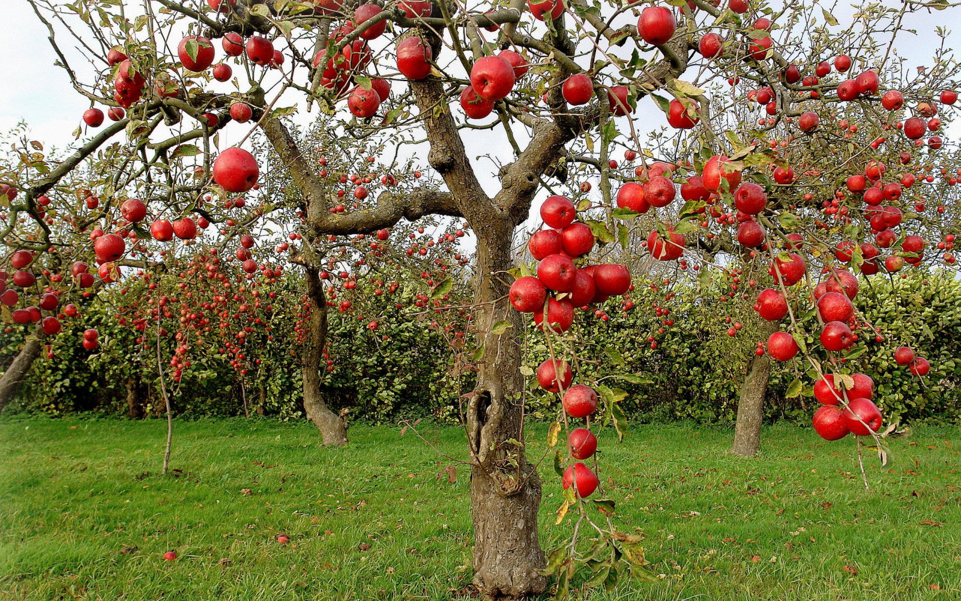 apfelbäume äpfel herbst