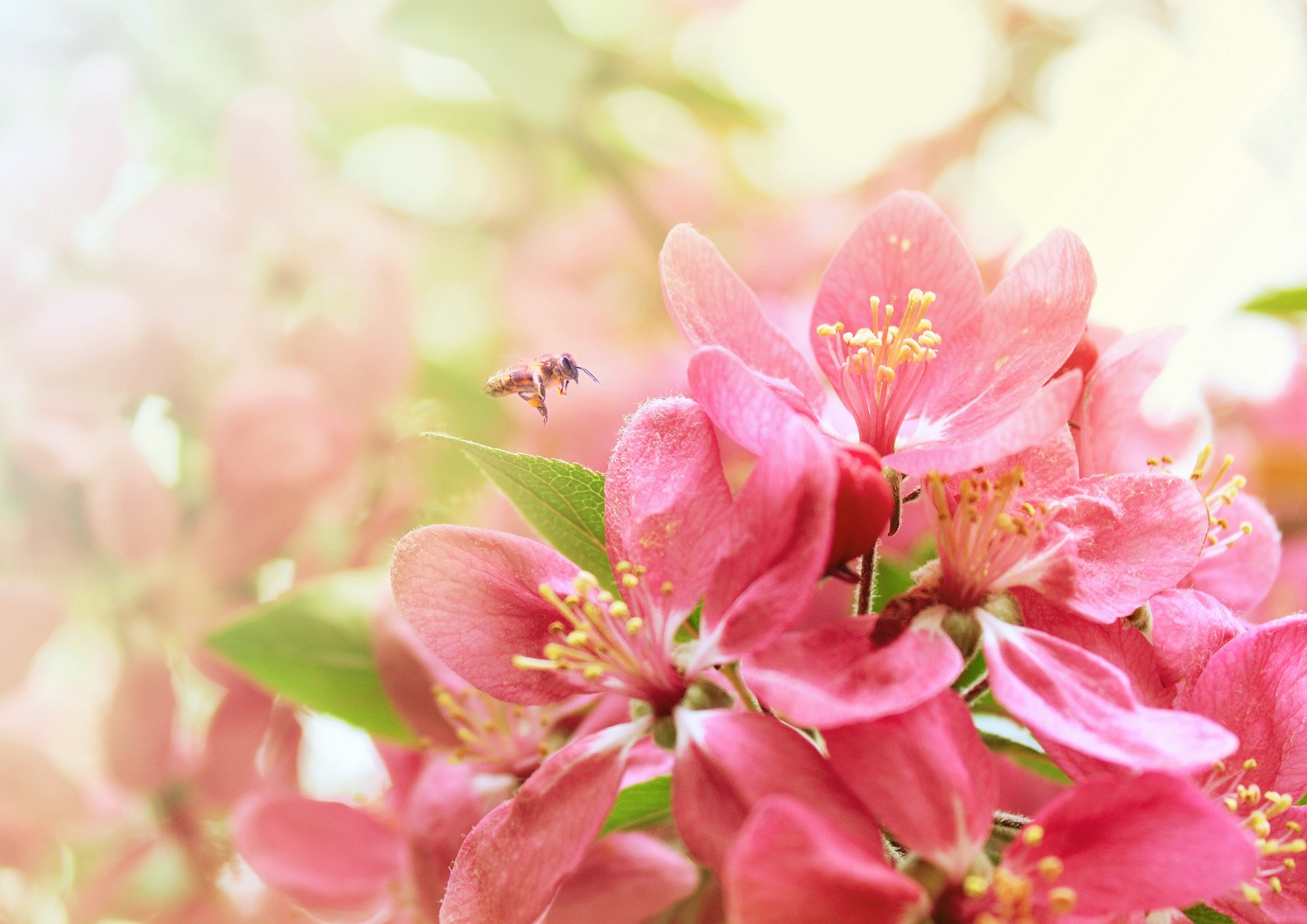 sakura abeille printemps floraison