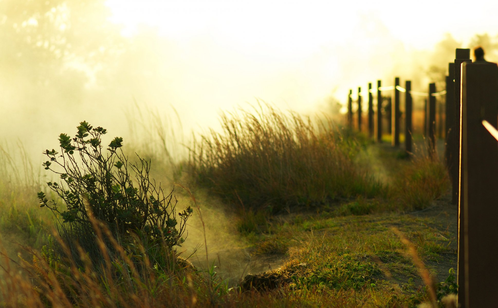 siepe recinzione erba verde cespugli luce mattina alba sole nebbia alberi luogo