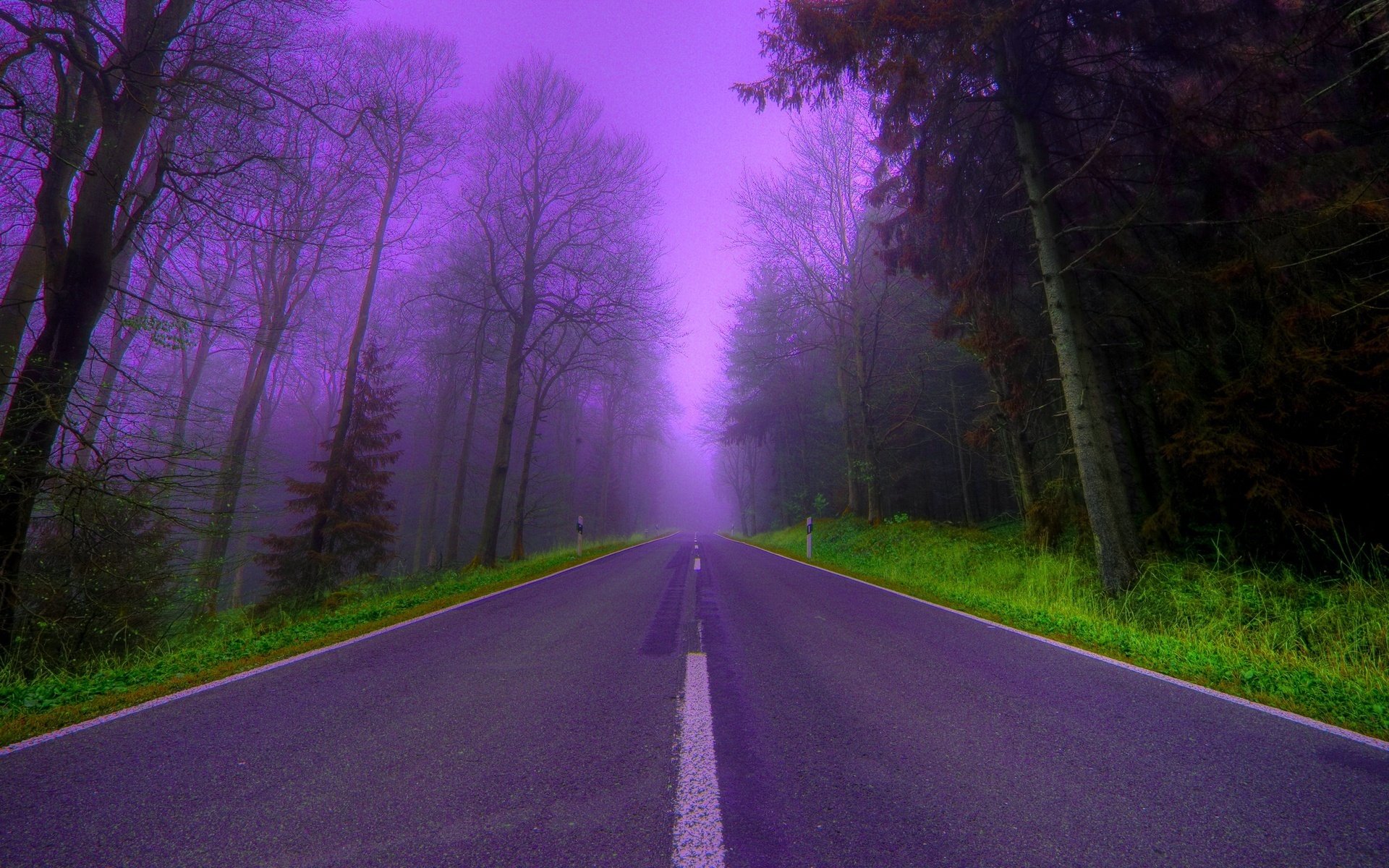 forest tree road fog purple night beautiful