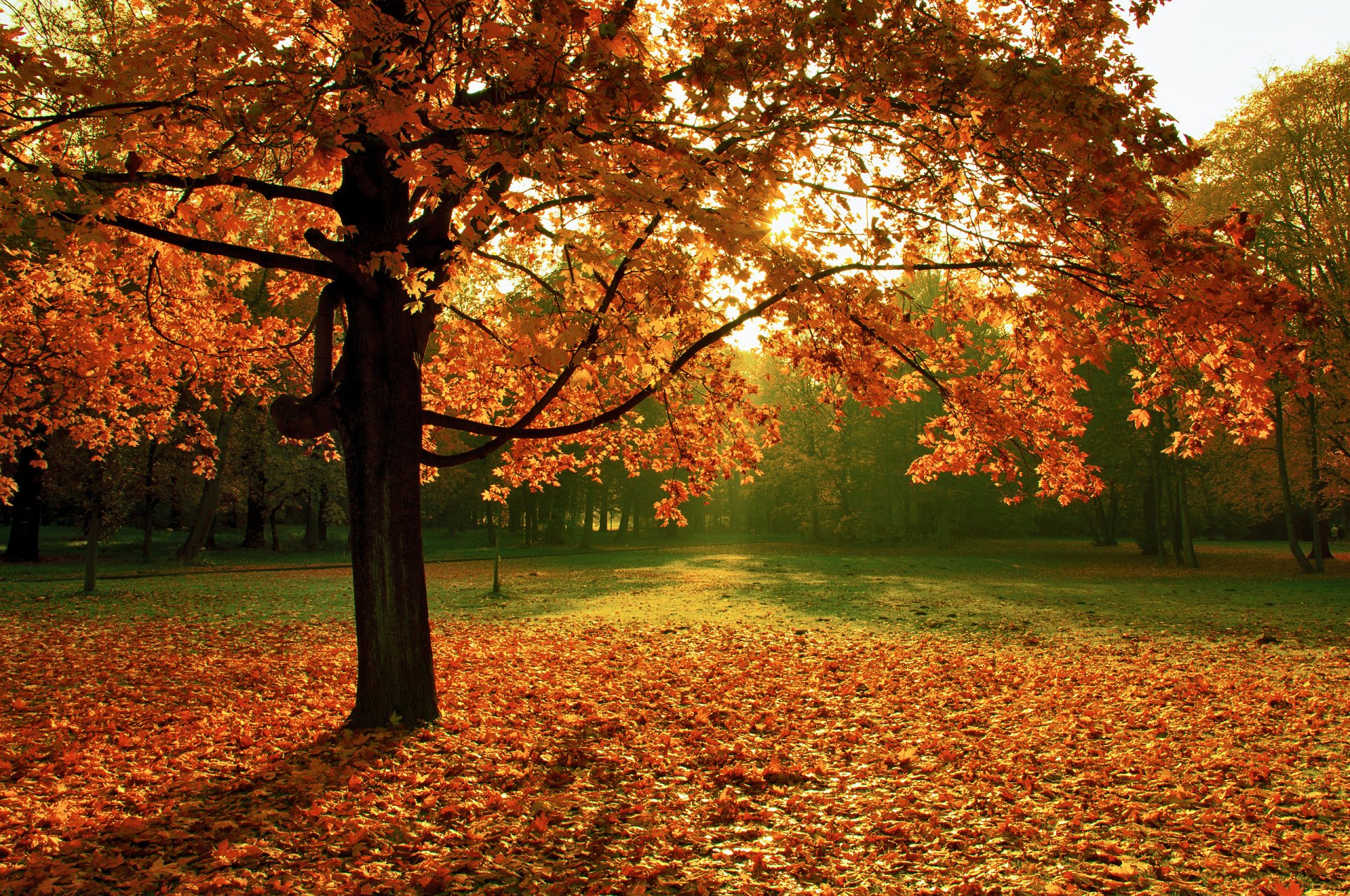 naturaleza árbol otoño follaje parque