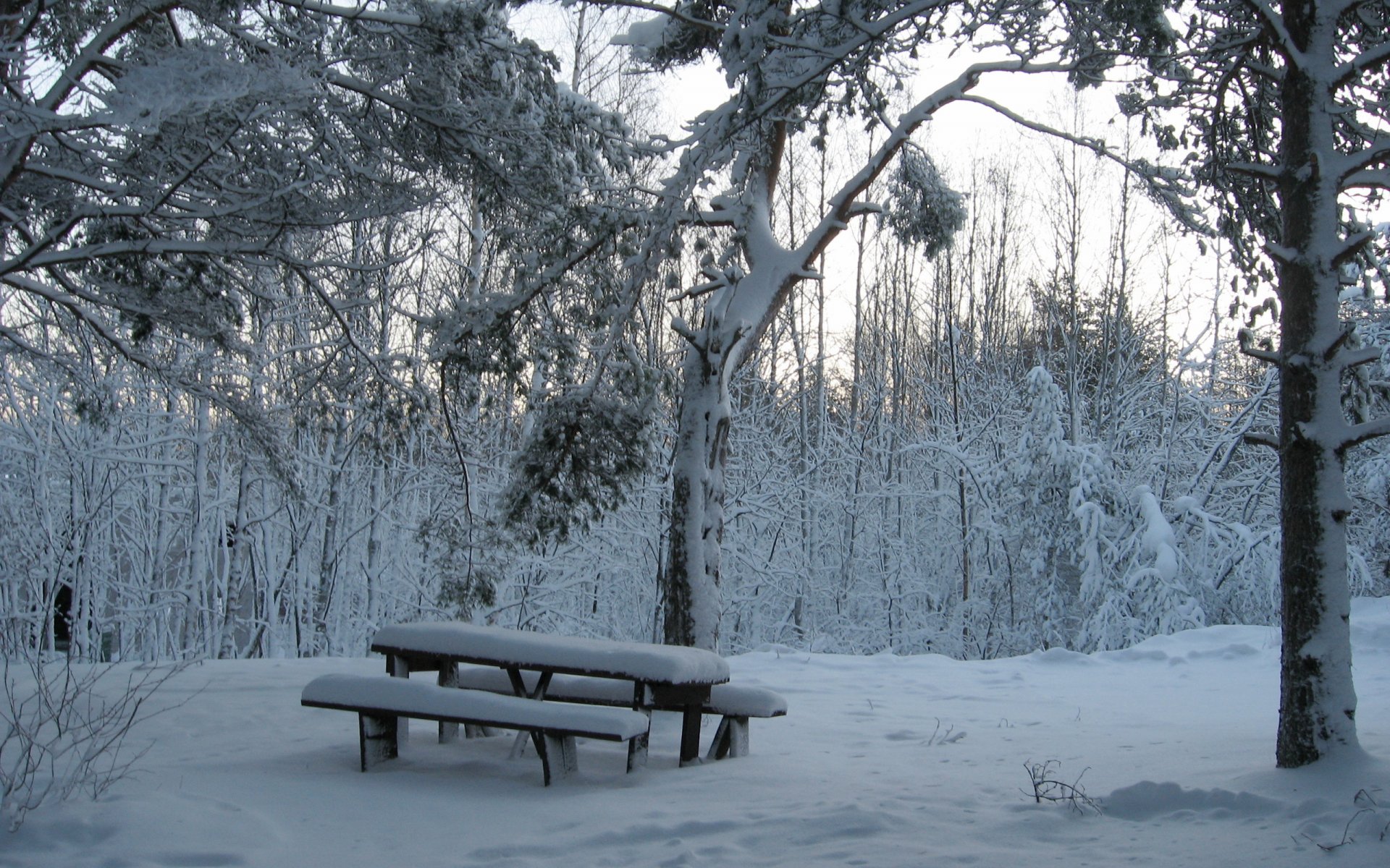 winter forest snow bench