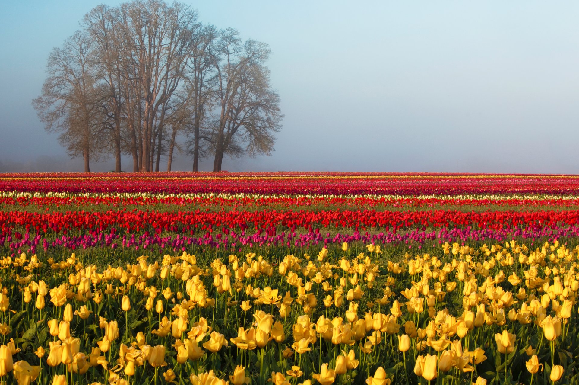 naturaleza campo tulipanes primavera árbol cielo