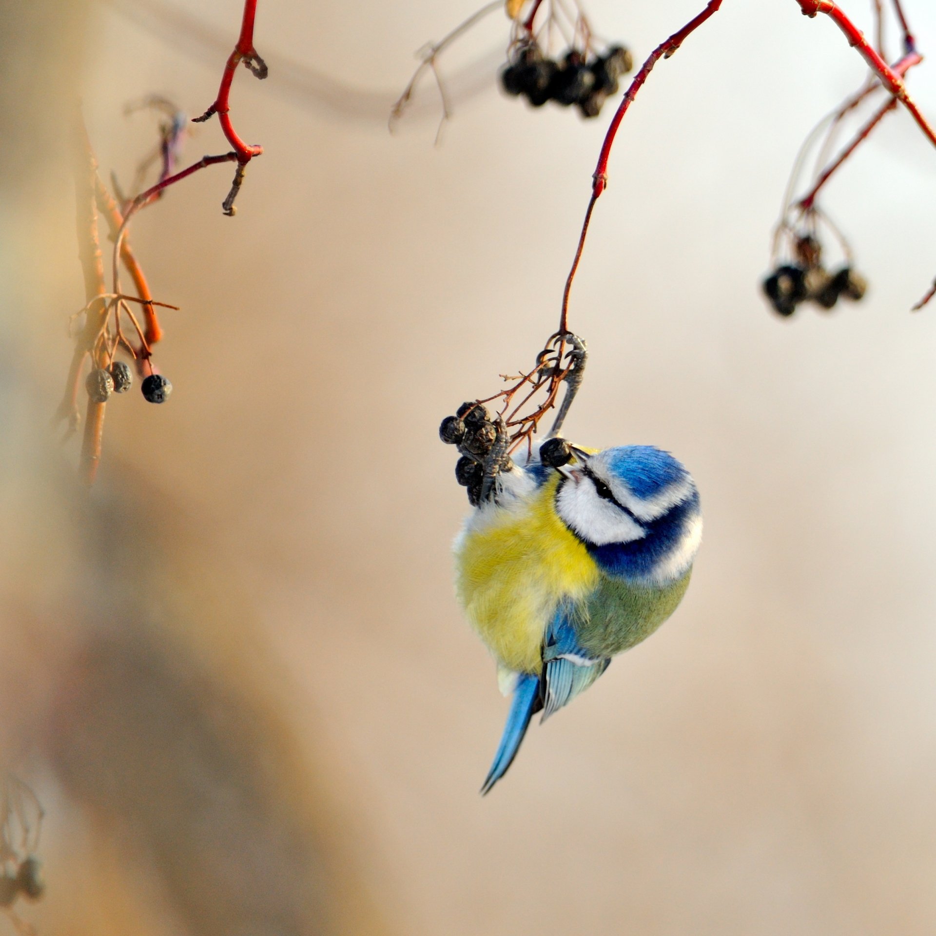 mésange jaune bleu oiseau