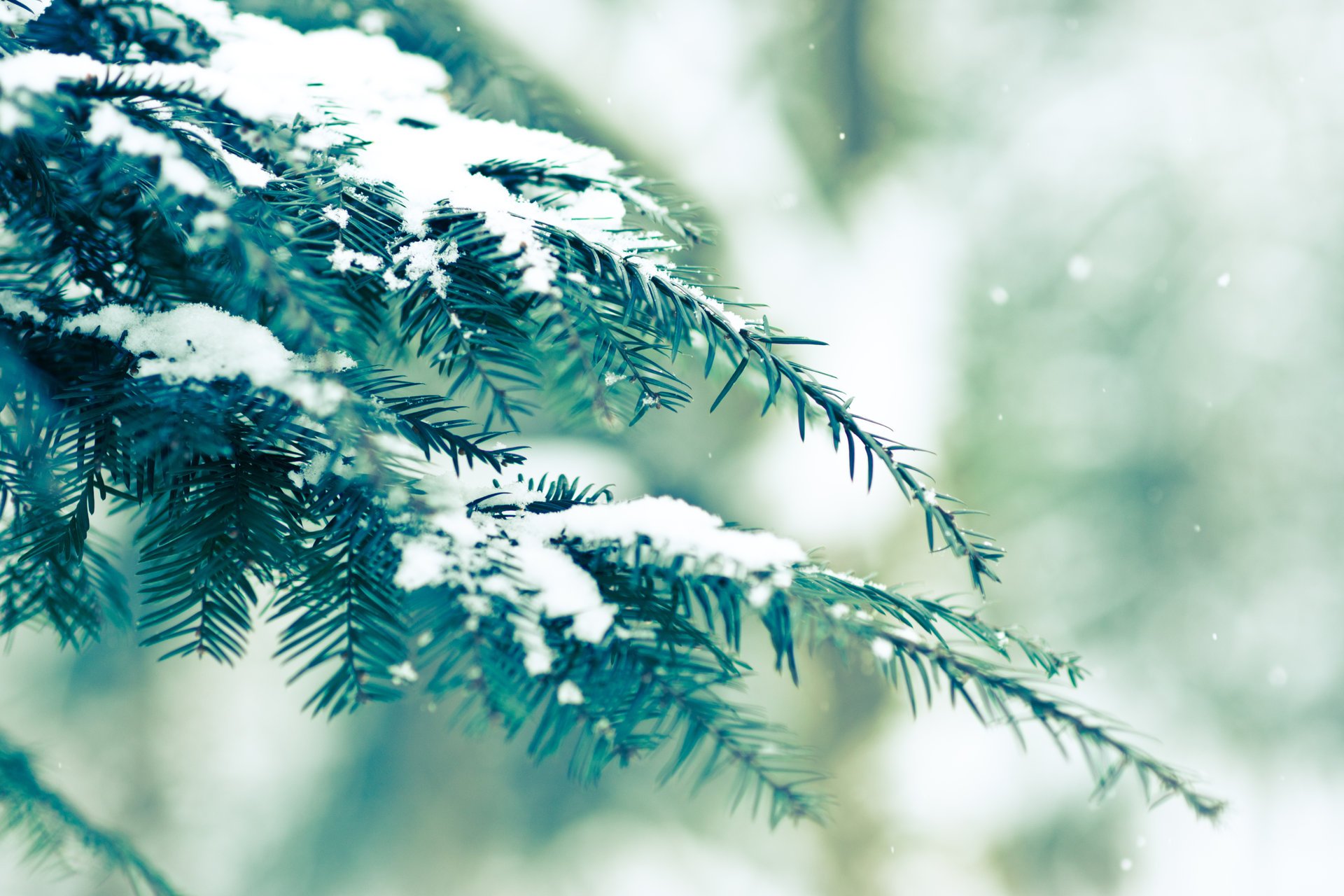 winter snow spruce green bokeh