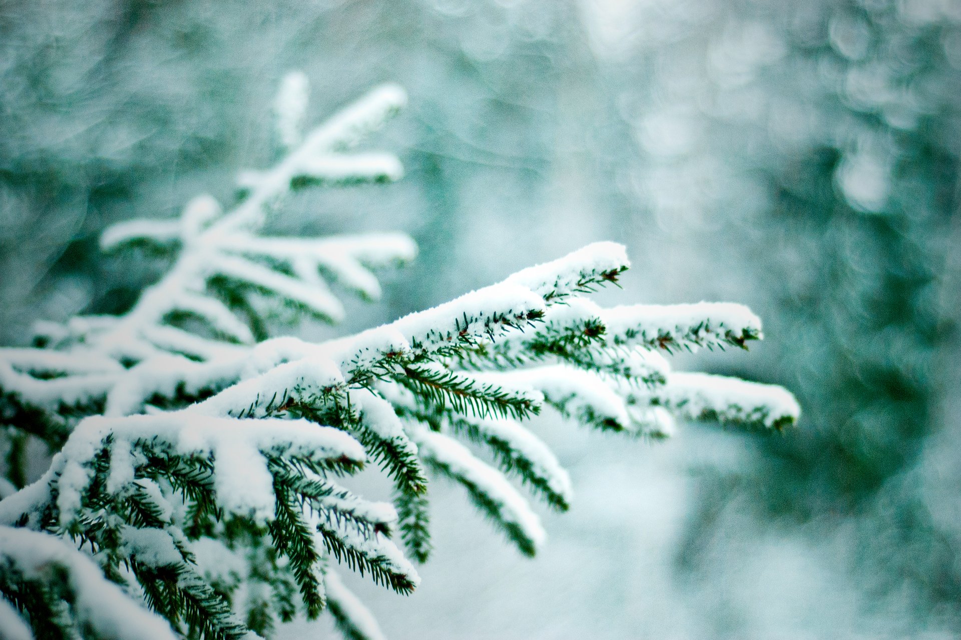 natur zweige weihnachtsbäume schnee winter bokeh