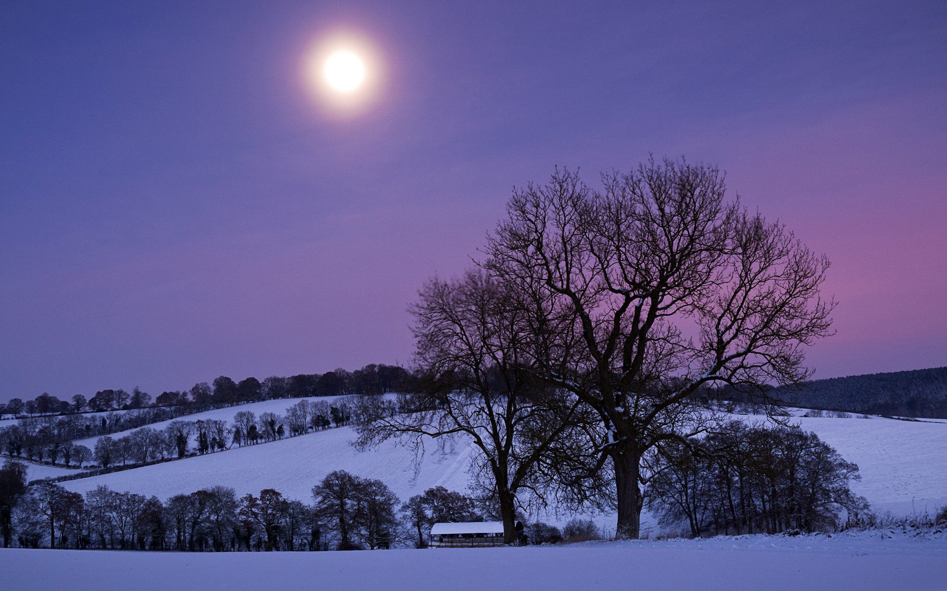 winter schnee hügel bäume nacht mond lila himmel