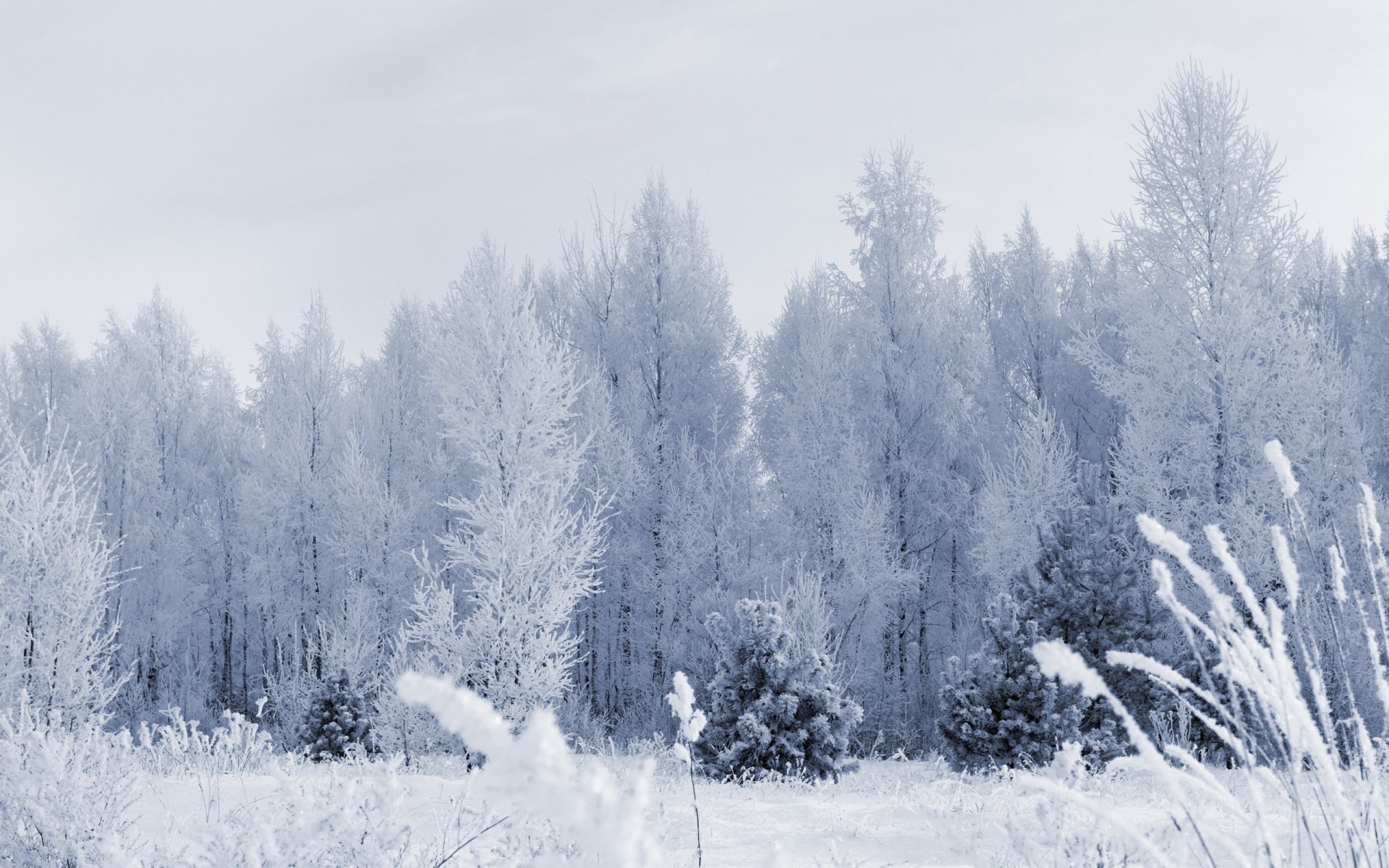 winter snow frost forest tree