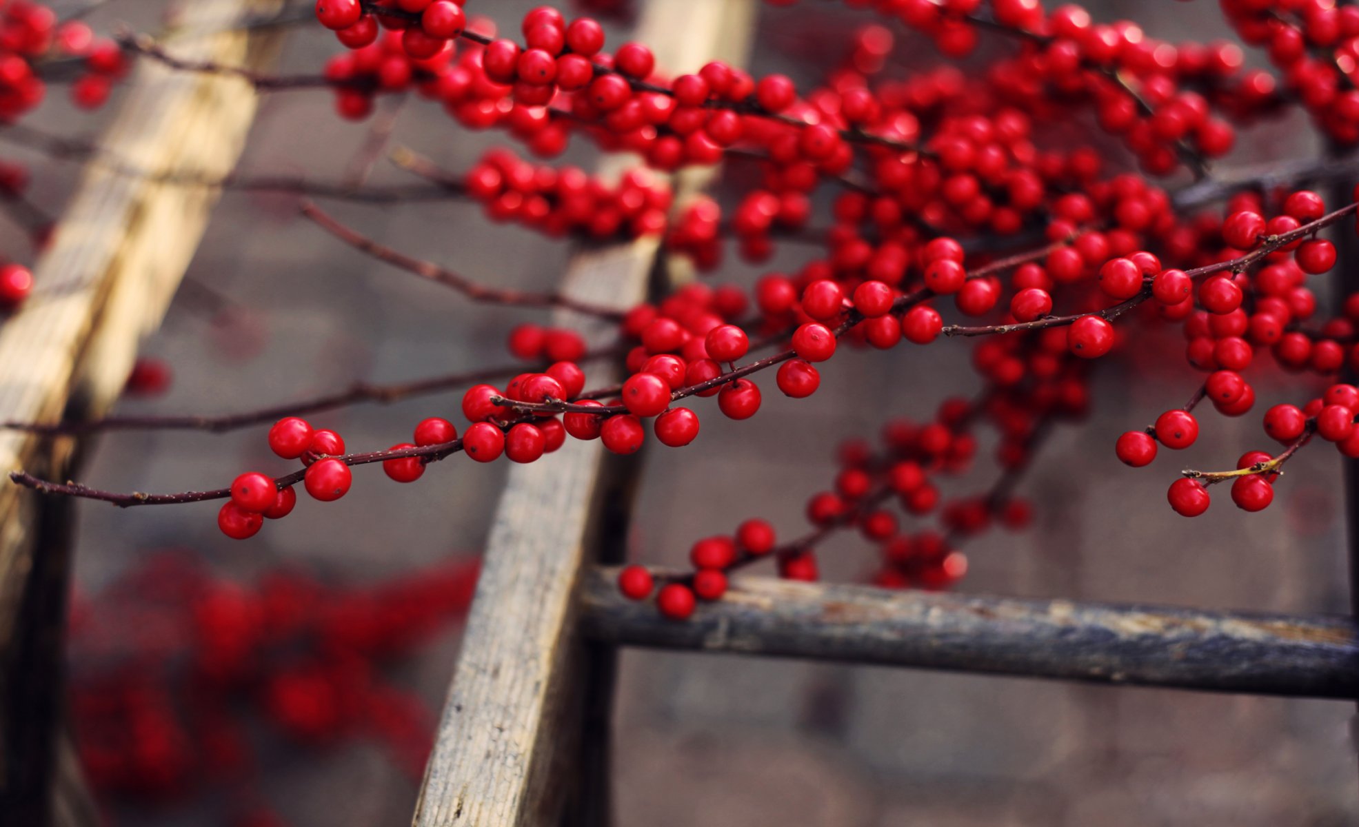 tree fruit berries red ripe delicious branches stairs up