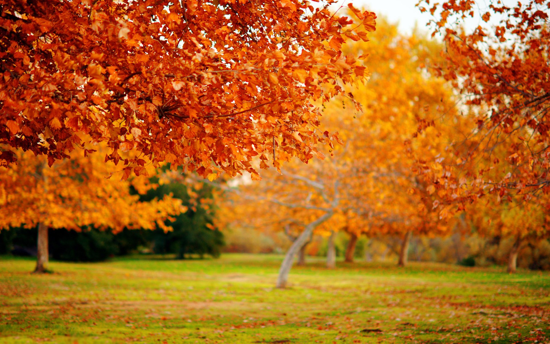 nature macro tree trees autumn autumn wallpaper foliage leaf fall leaves leaves leaf leaf leaves leaves wallpaper leaf wallpaper focu