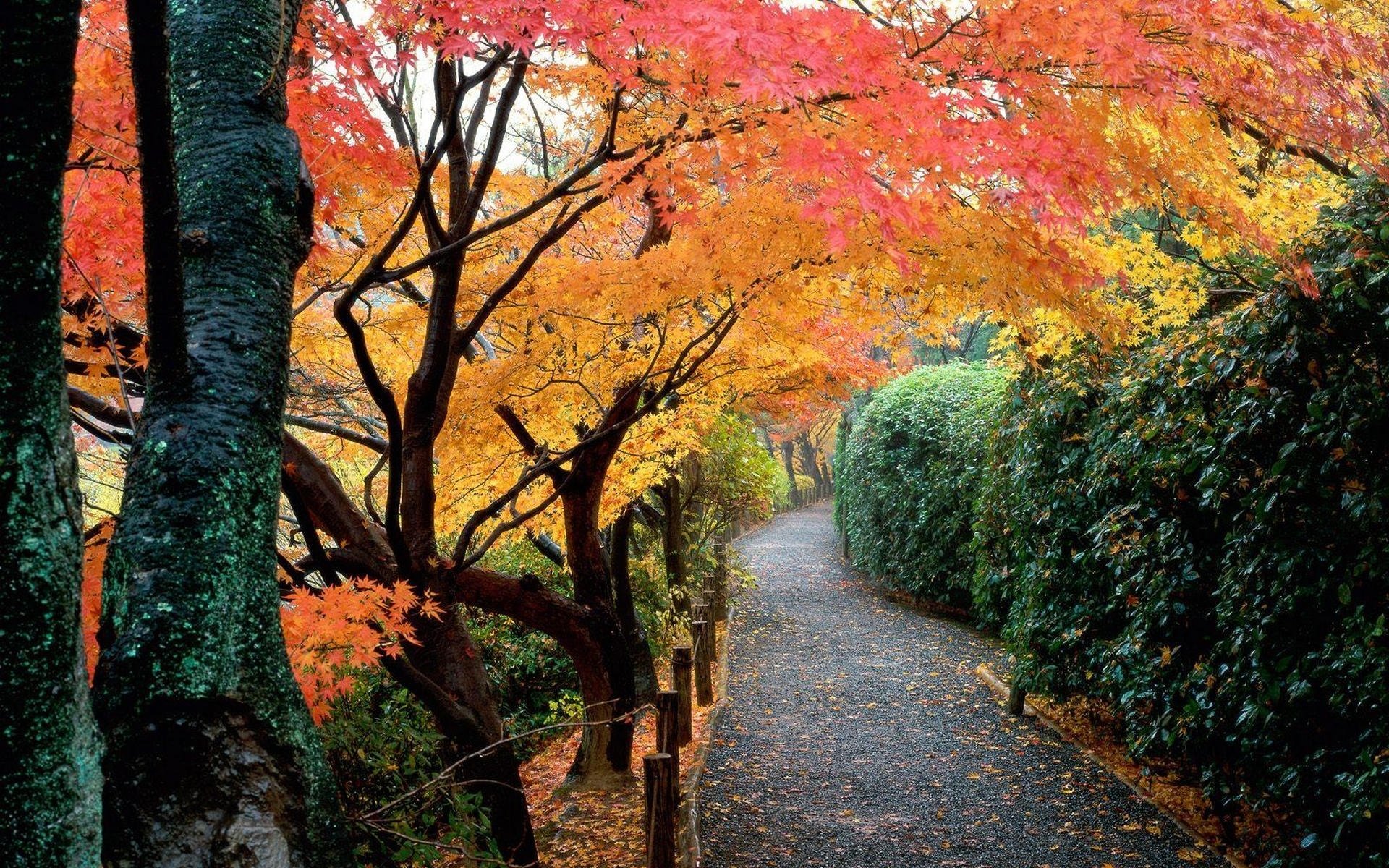 japon automne parc jardin arbres feuilles buissons passerelle