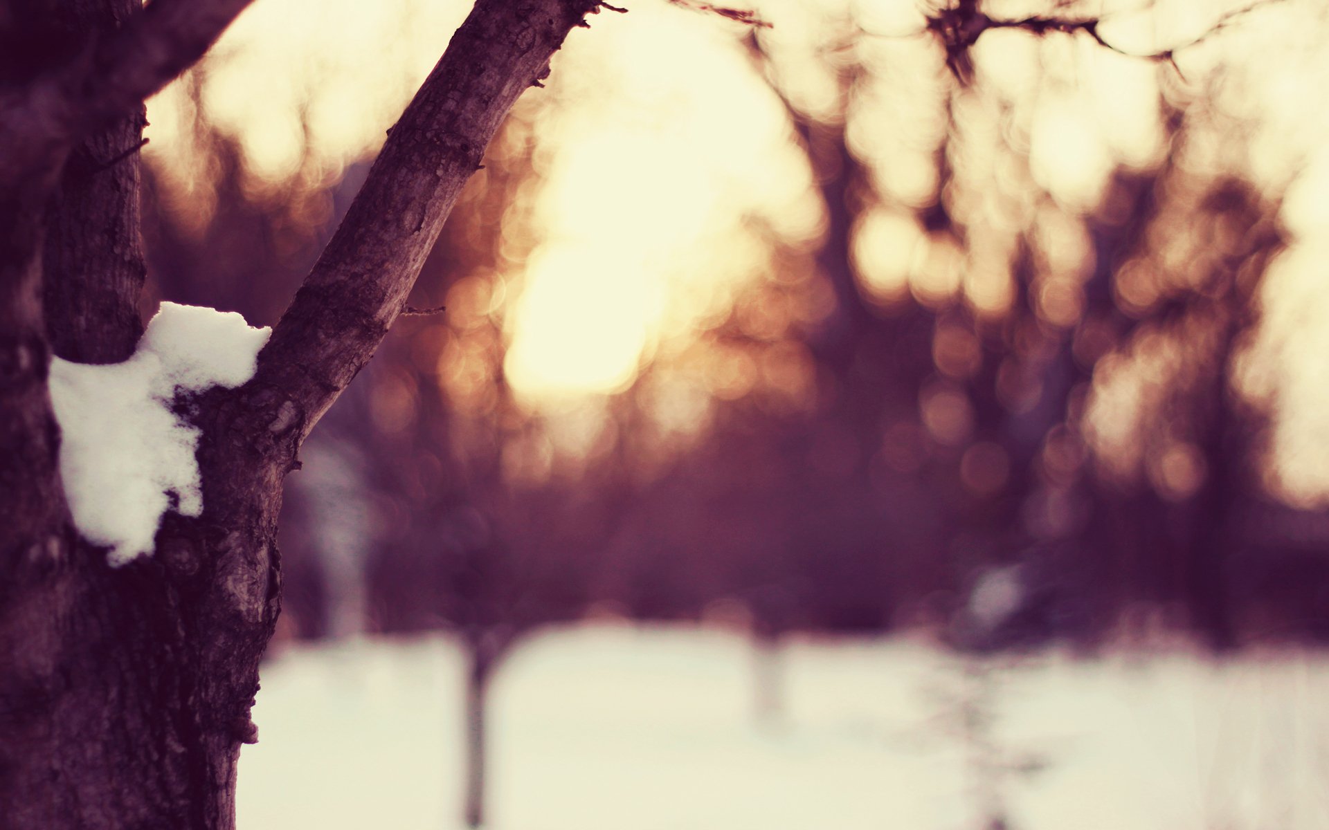 inverno stagione neve palla di neve tempo albero sera tramonto sole linea di pesca rami radura cielo luce