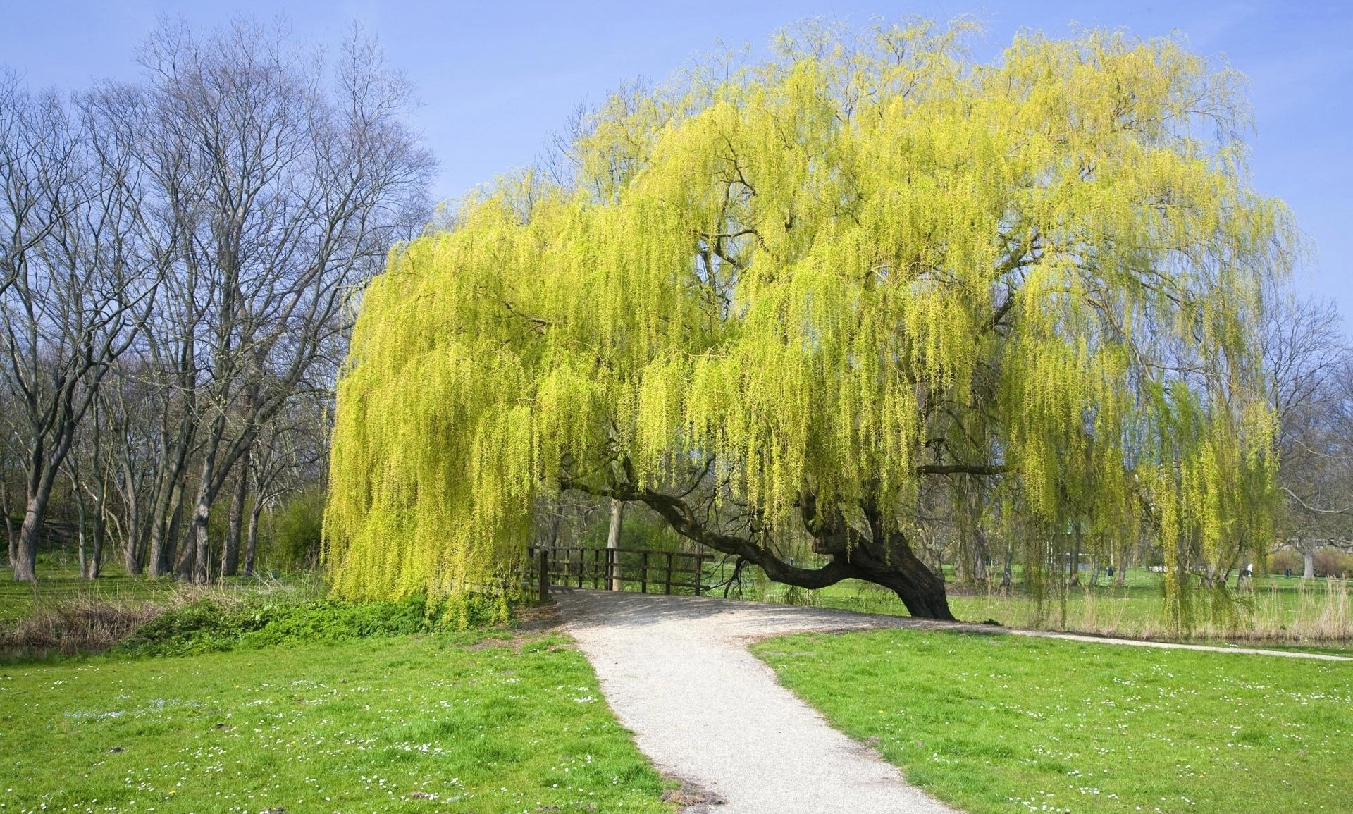 tree light green crown branch park bridge grass trail sky blue