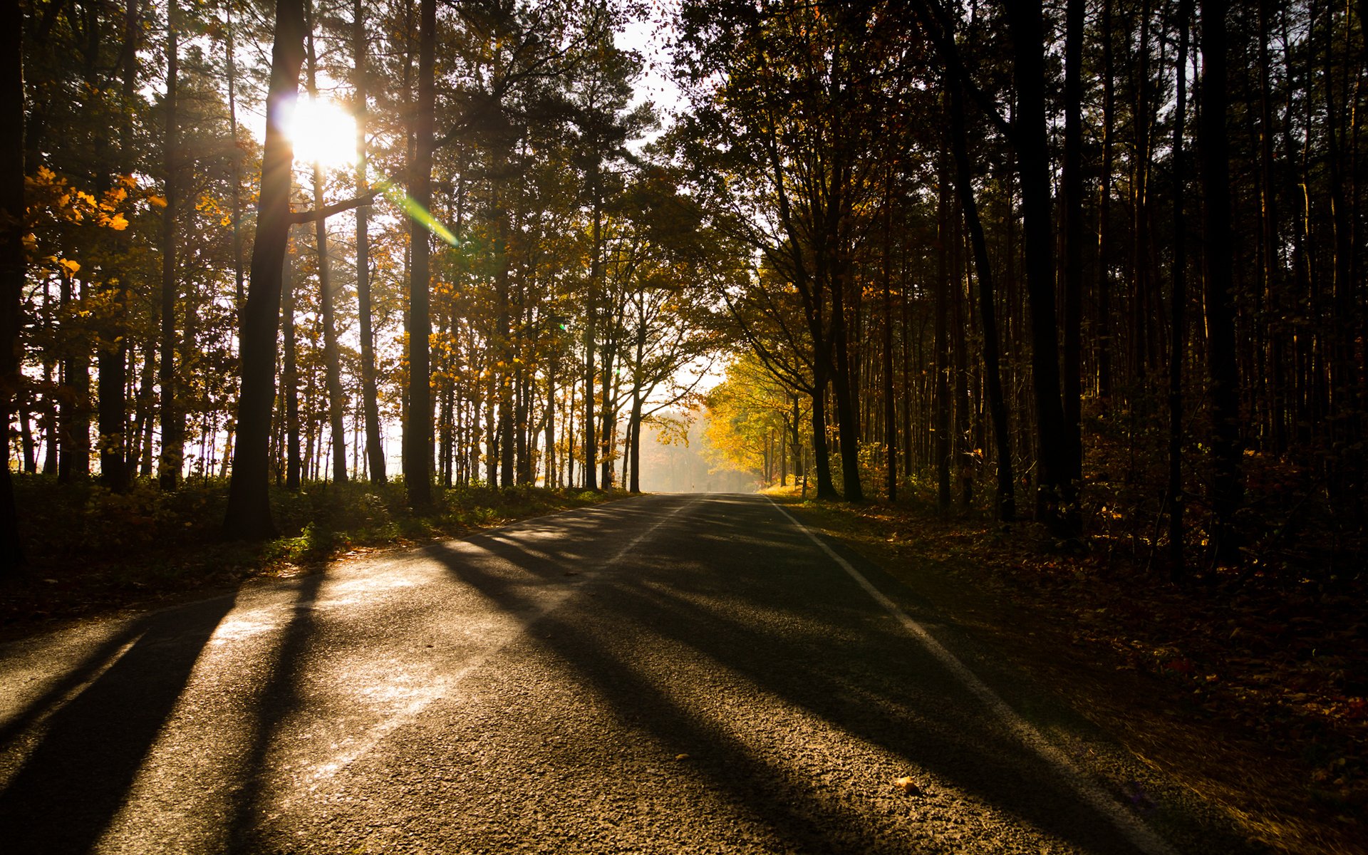 deutschland herbst wald