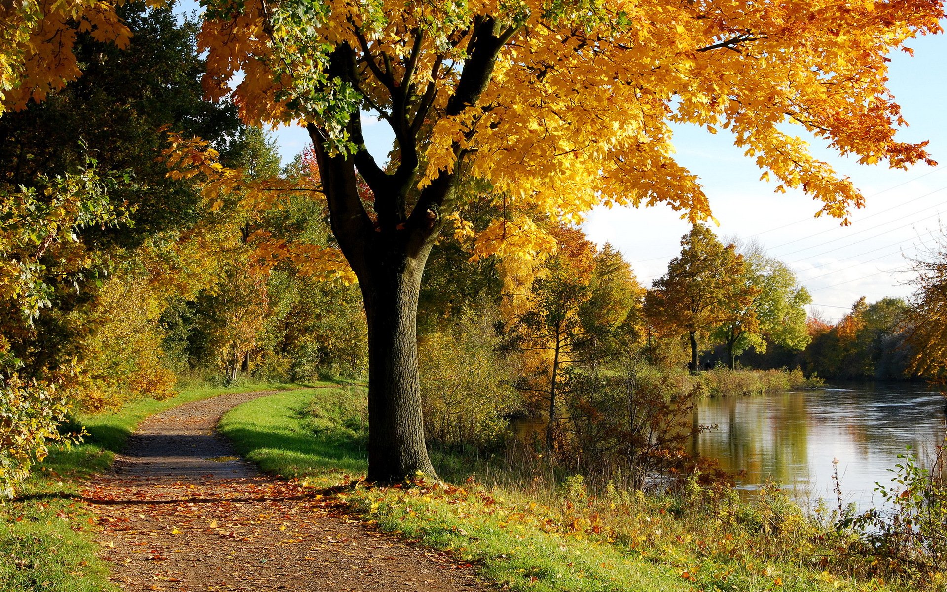 autunno albero parco