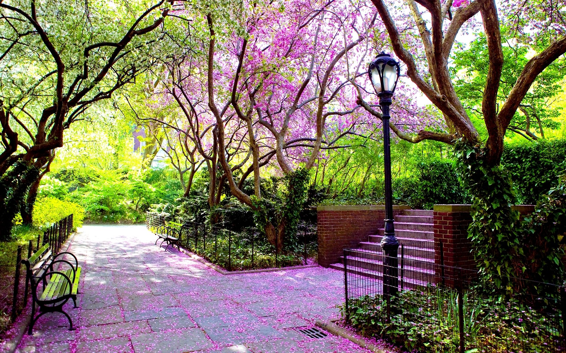 naturaleza paisaje banco pétalos callejón árboles verde parque hojas