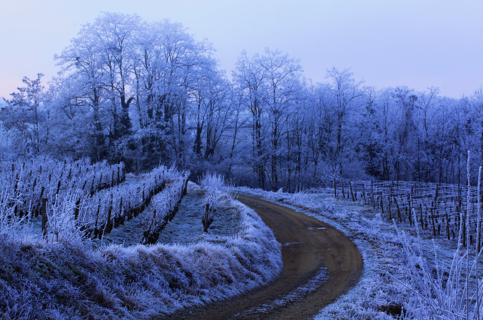 natur winter straße frost