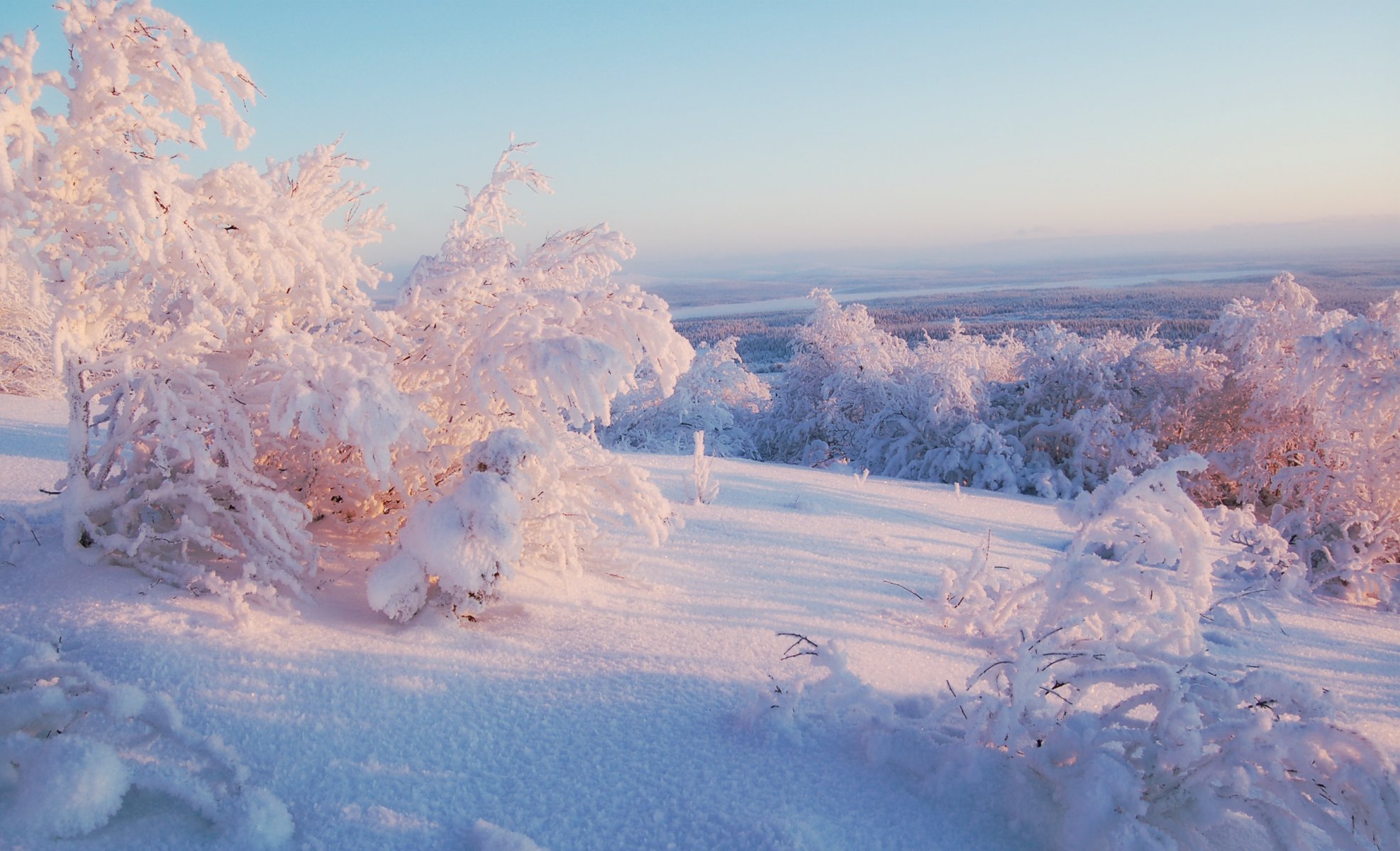 winter snow tree horizon sky sunny light