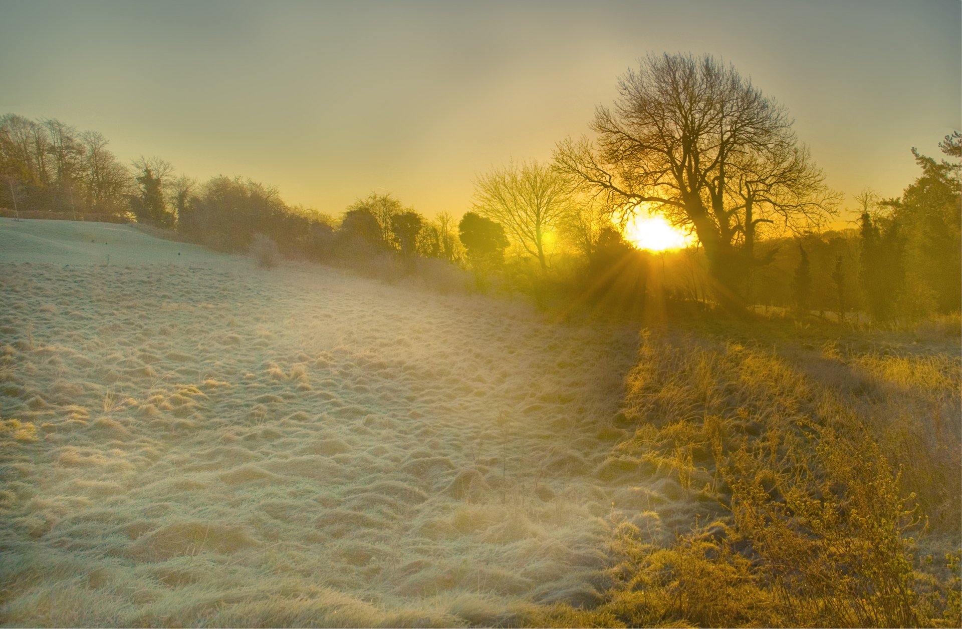 inghilterra mattina alba sole luce raggi radura alberi erba gelo