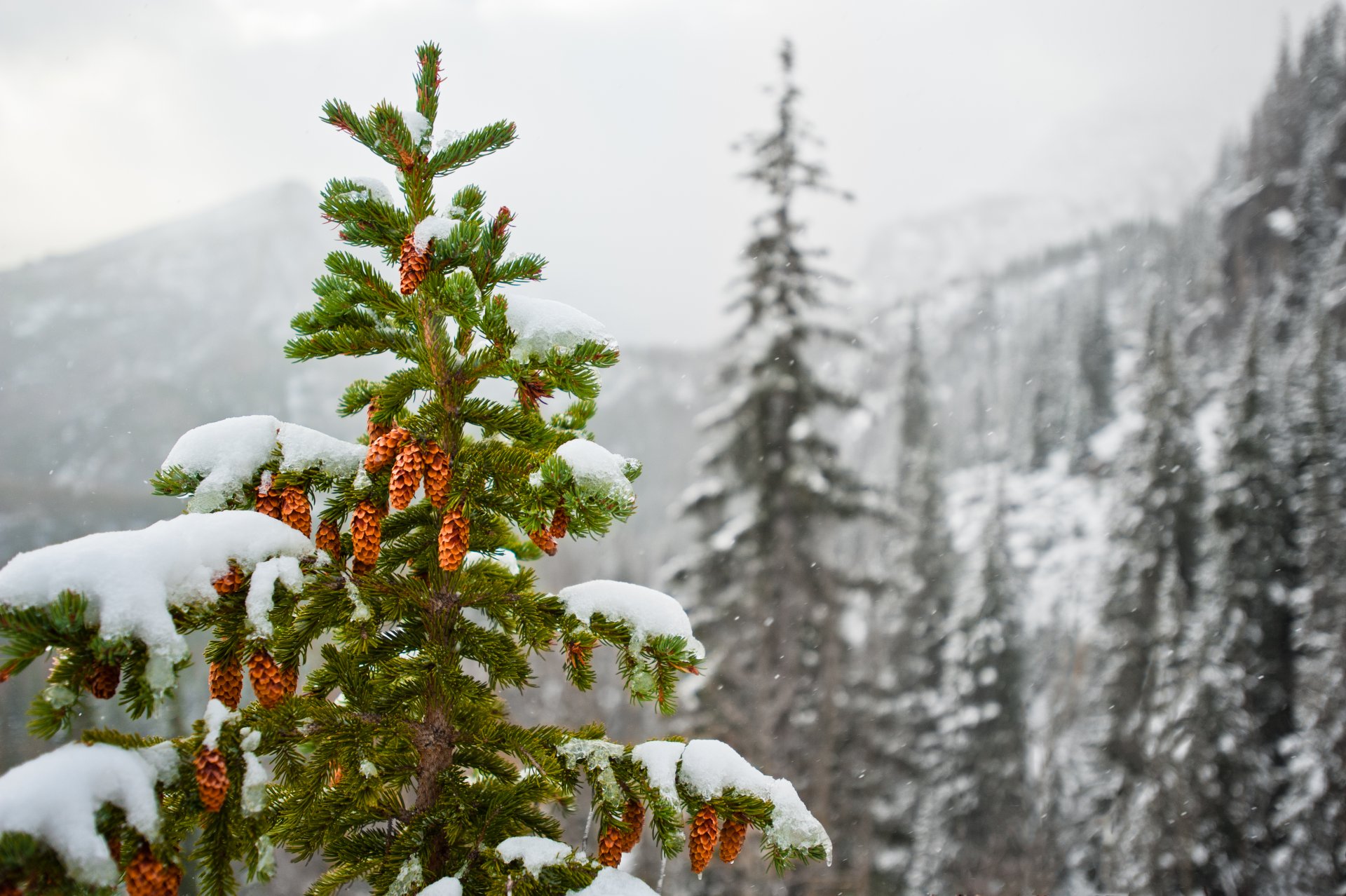 nature mountain snow winter spruce cone