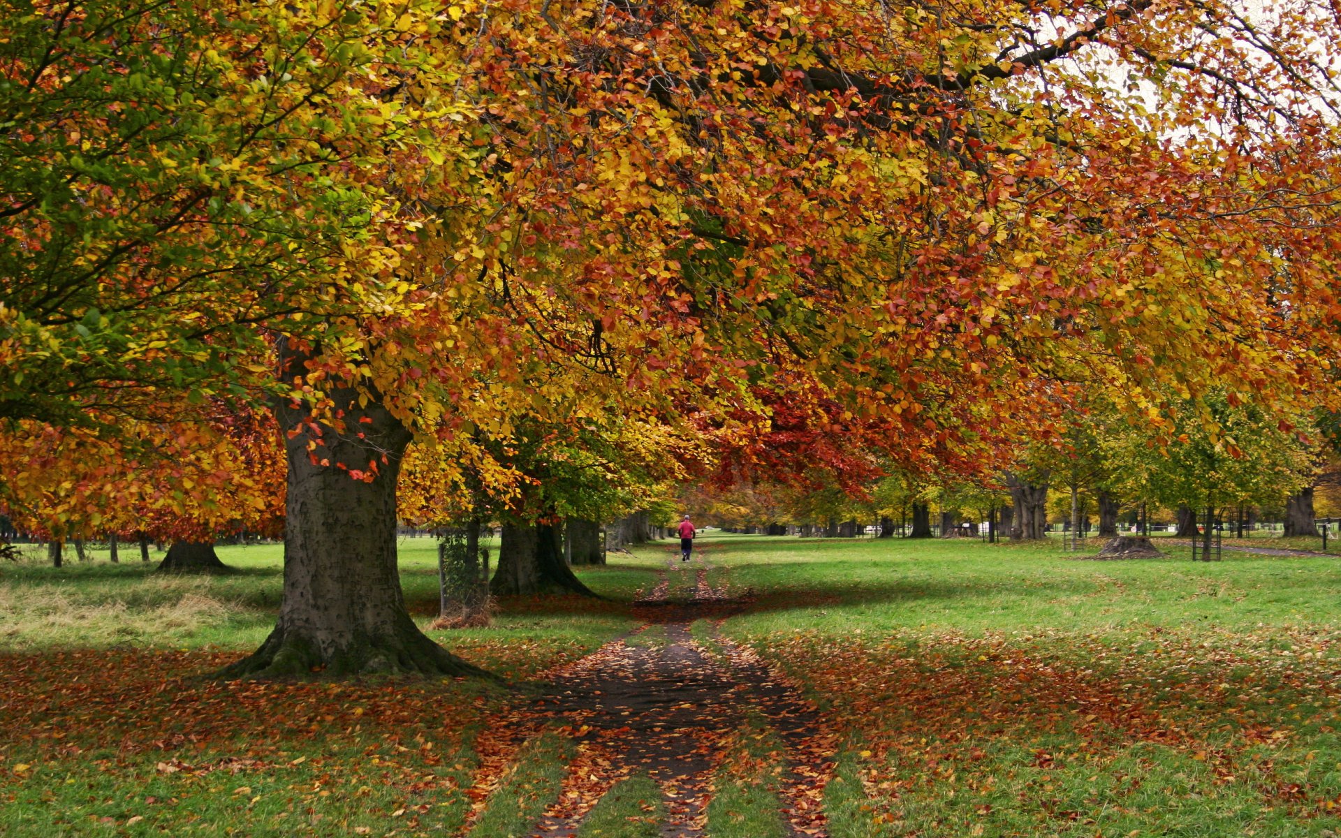 park jesień drzewa