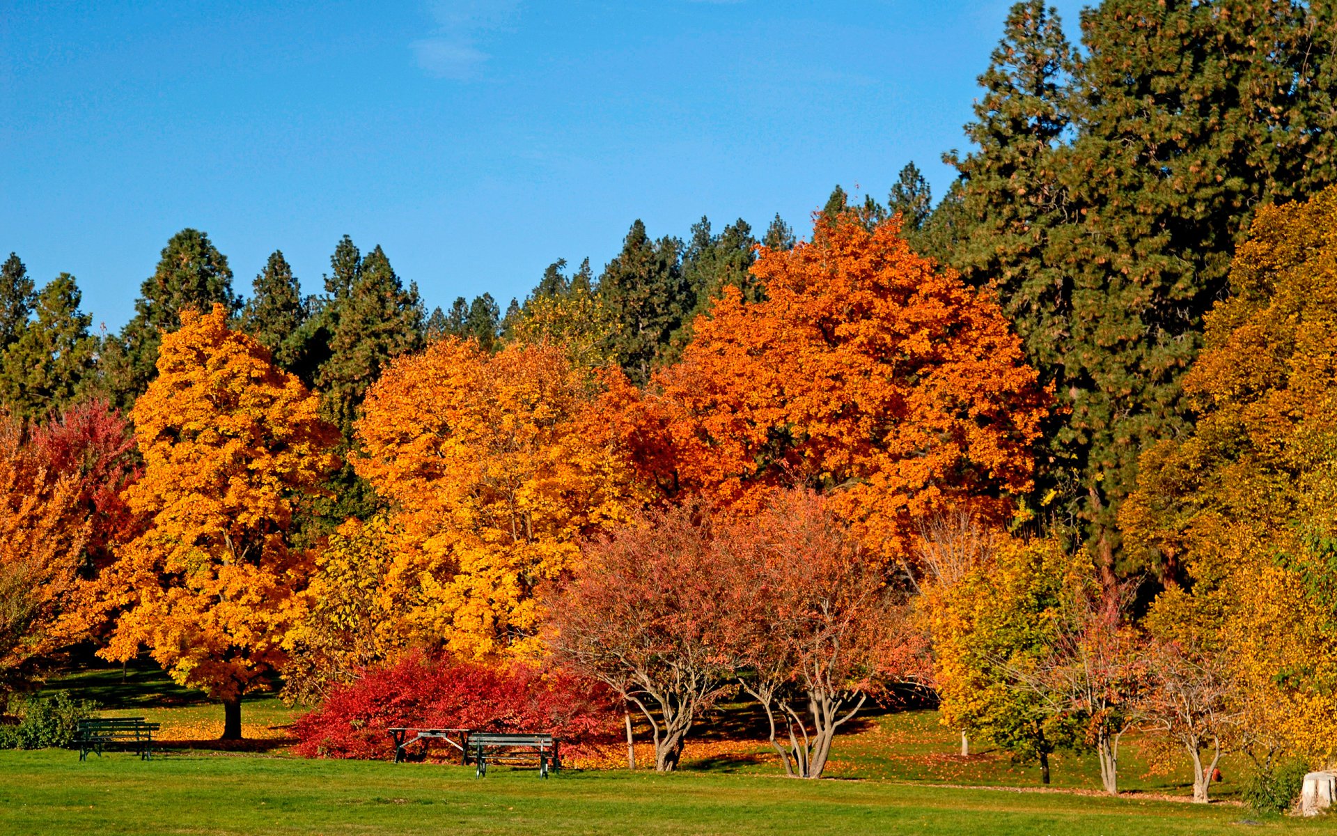 automne arbres en or beauté