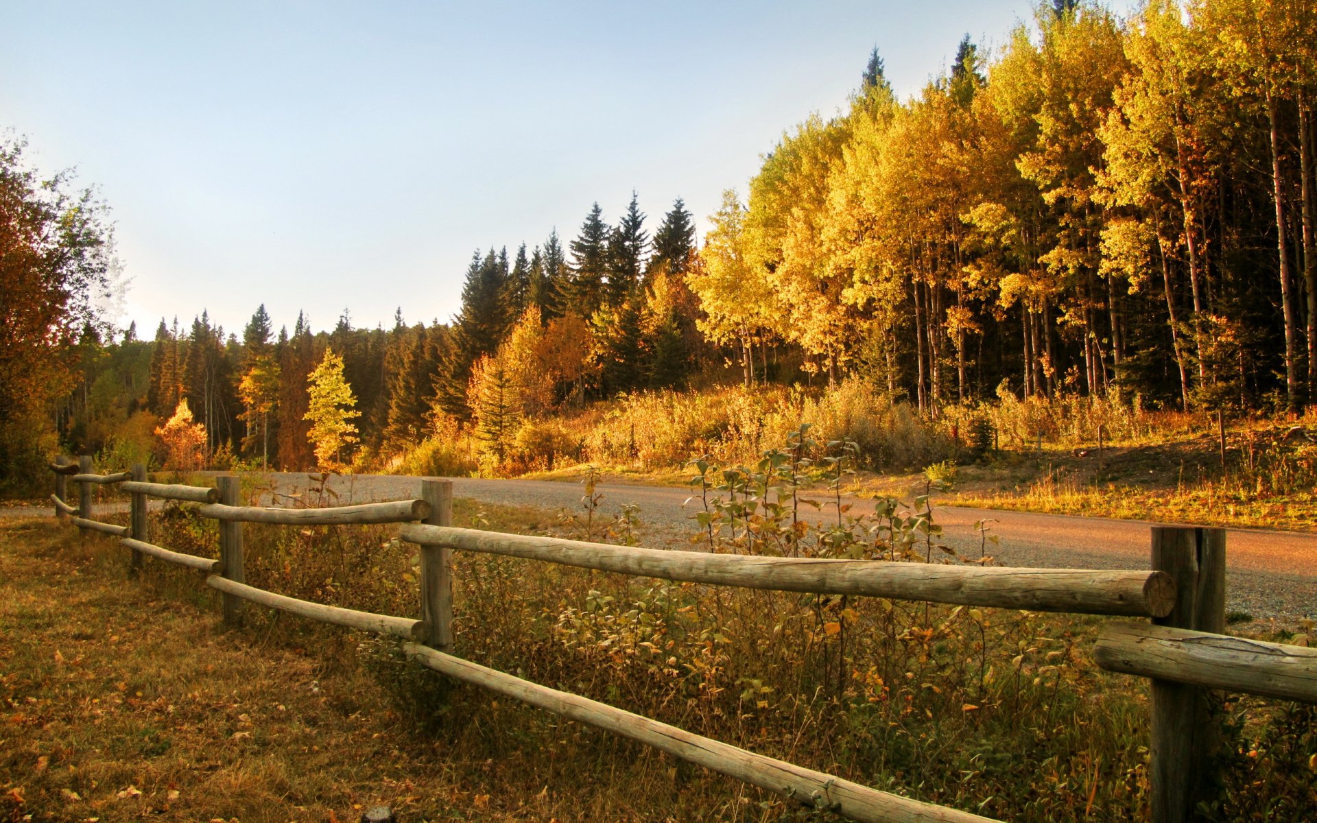 herbst wald straße zaun