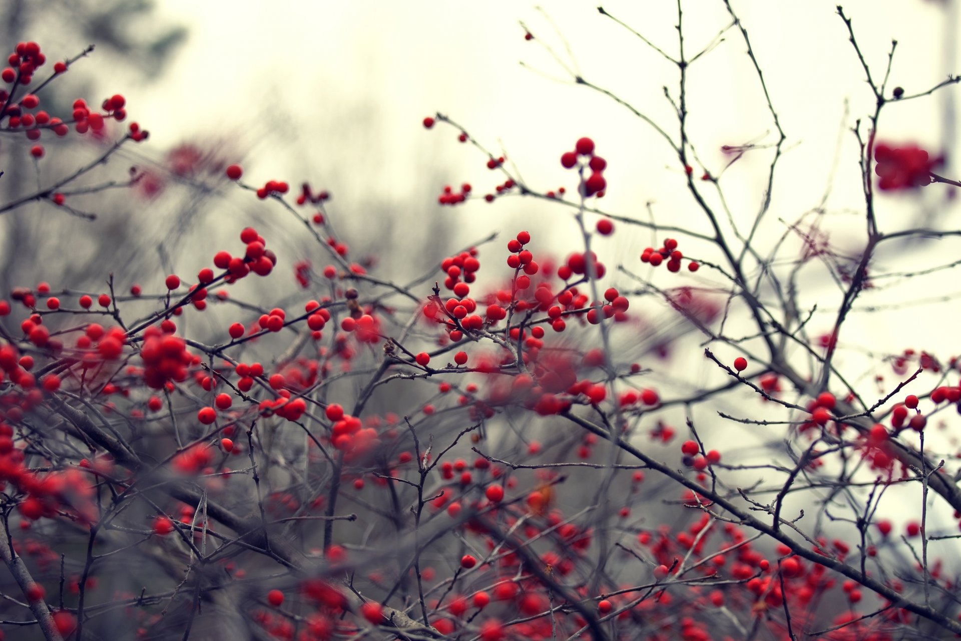 nature plant branches branch red berries blur background wallpaper