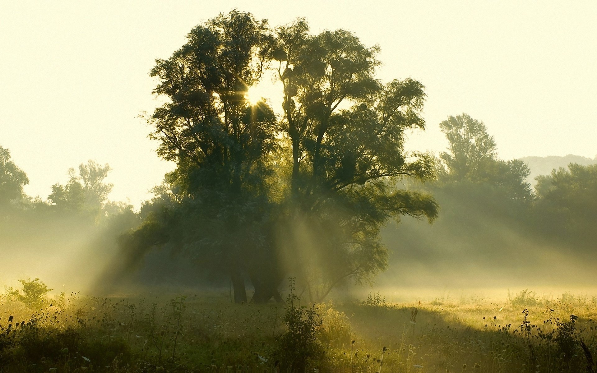 morgen sonnenaufgang sonne licht strahlen bäume lichtung wald